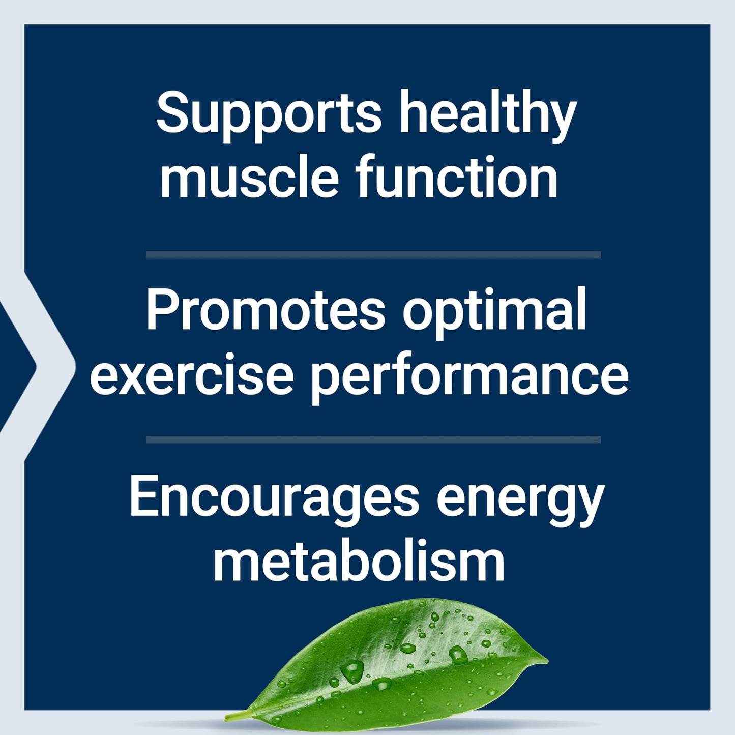 Life Extension Creatine Monohydrate Capsules 120 Capsules