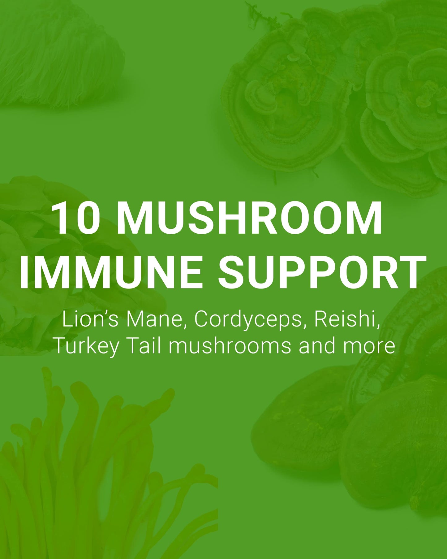 Nutra Simple Lions Mane Mushroom Gummies with Turkey Tail, Chaga, Cordyceps, Maitake, Reishi, Royal Sun Extract, for Focus and Energy Support, Raspberry Flavor, 60 Gummies