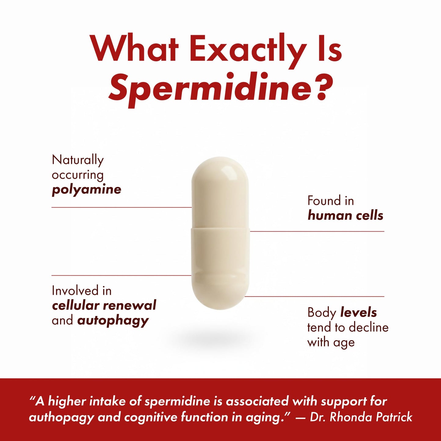 STONERA Spermidine Supplement, Cellular Renewal & Longevity Support, 10mg per Serving, 120 Capsules