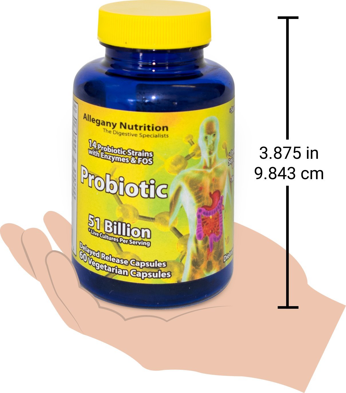 Allegany Nutrition Probiotic Capsule 60 Count