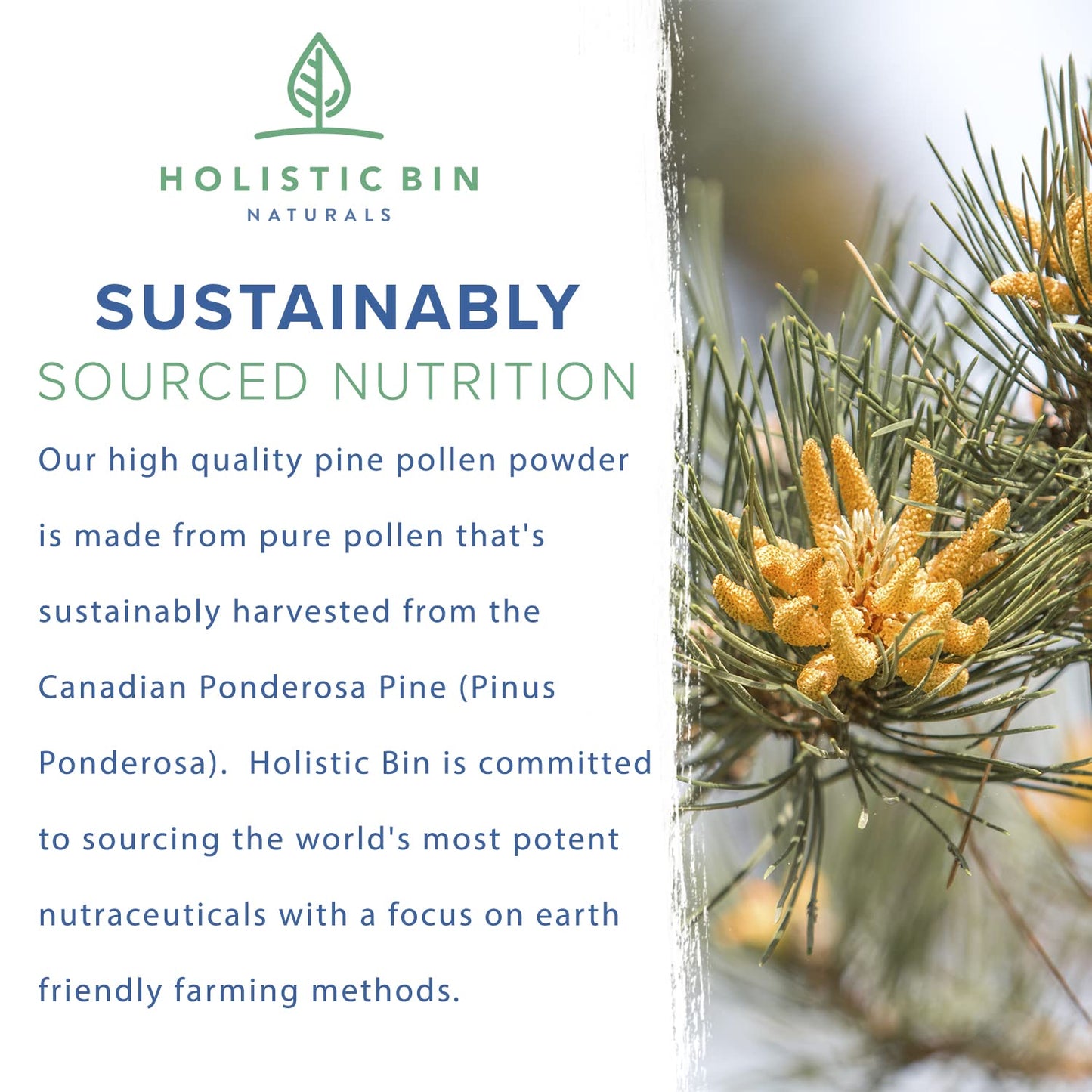 Holistic Bin Pine Pollen Powder, 0.71 Ounce