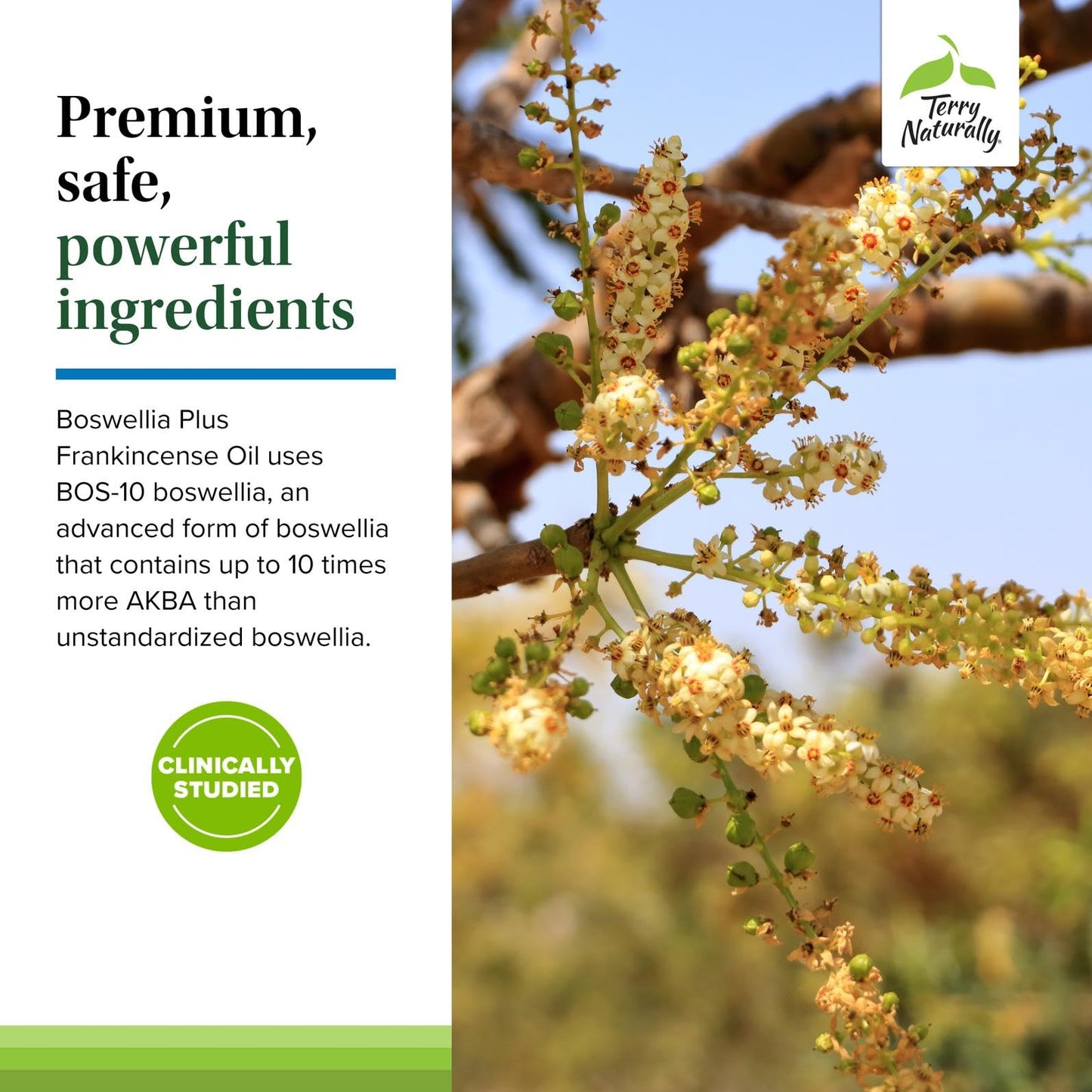 Terry Naturally BosMed + Boswellia with Frankincense Oil Softgels 60