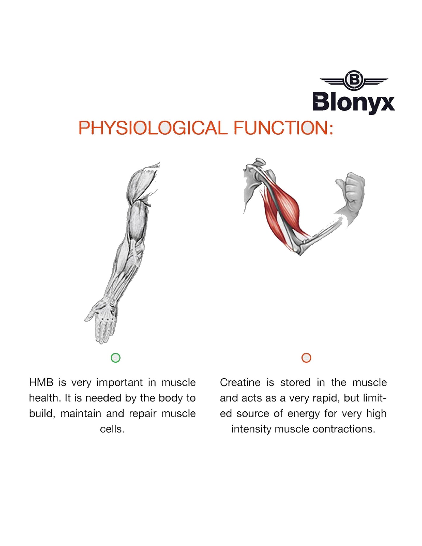 Blonyx HMB + Creatine Supplement Powder 8.46 oz
