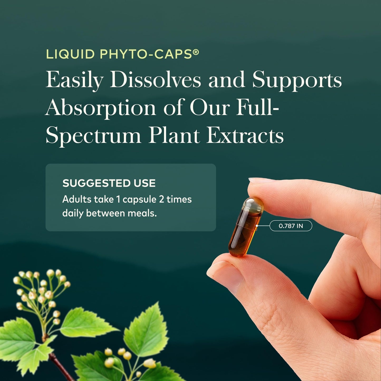 Gaia Herbs Nettle Leaf Capsule 60 Count