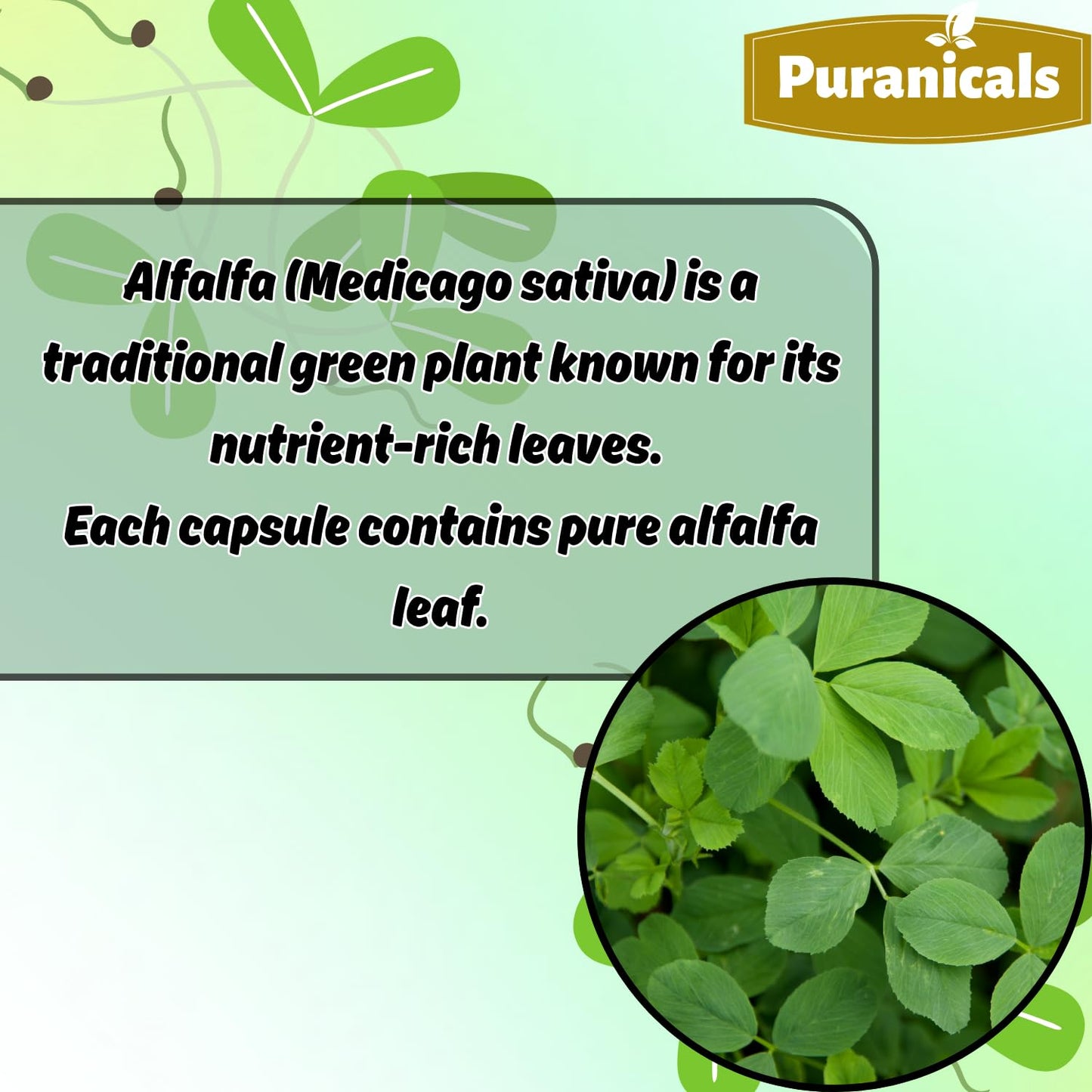 Puranicals Alfalfa Capsules 600mg per Serving, 320 Count