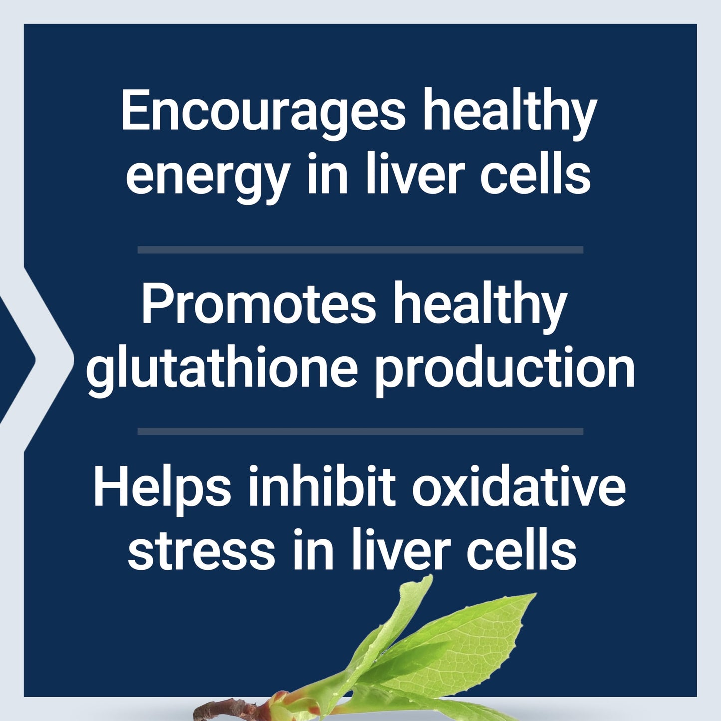 Life Extension Liver Efficiency Formula Capsule, 30 Capsules