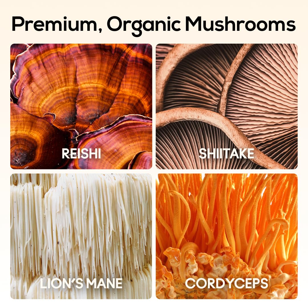 TrueMushroom Sleep Support Mushroom Gummy Supplement with Melatonin, Lion’s Mane, Cordyceps, Reishi, Shiitake, BlackBerry Flavor, 60 Gummies