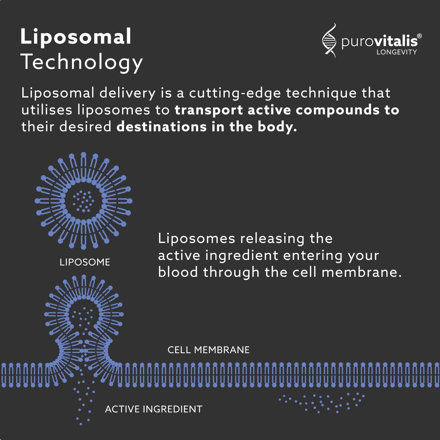 PUROVITALIS Liposomal Spermidine 5mg with Zinc, Vitamin D3 & B12, Cell Renewal & Anti-ageing Supplement, 30 Vegan Capsules
