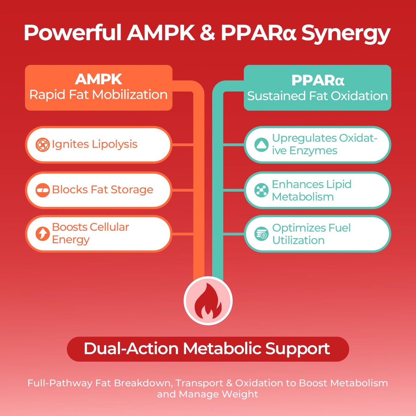 OxyEnergy AMPK Metabolic Activator Weight Loss Supplement, 60 Capsules