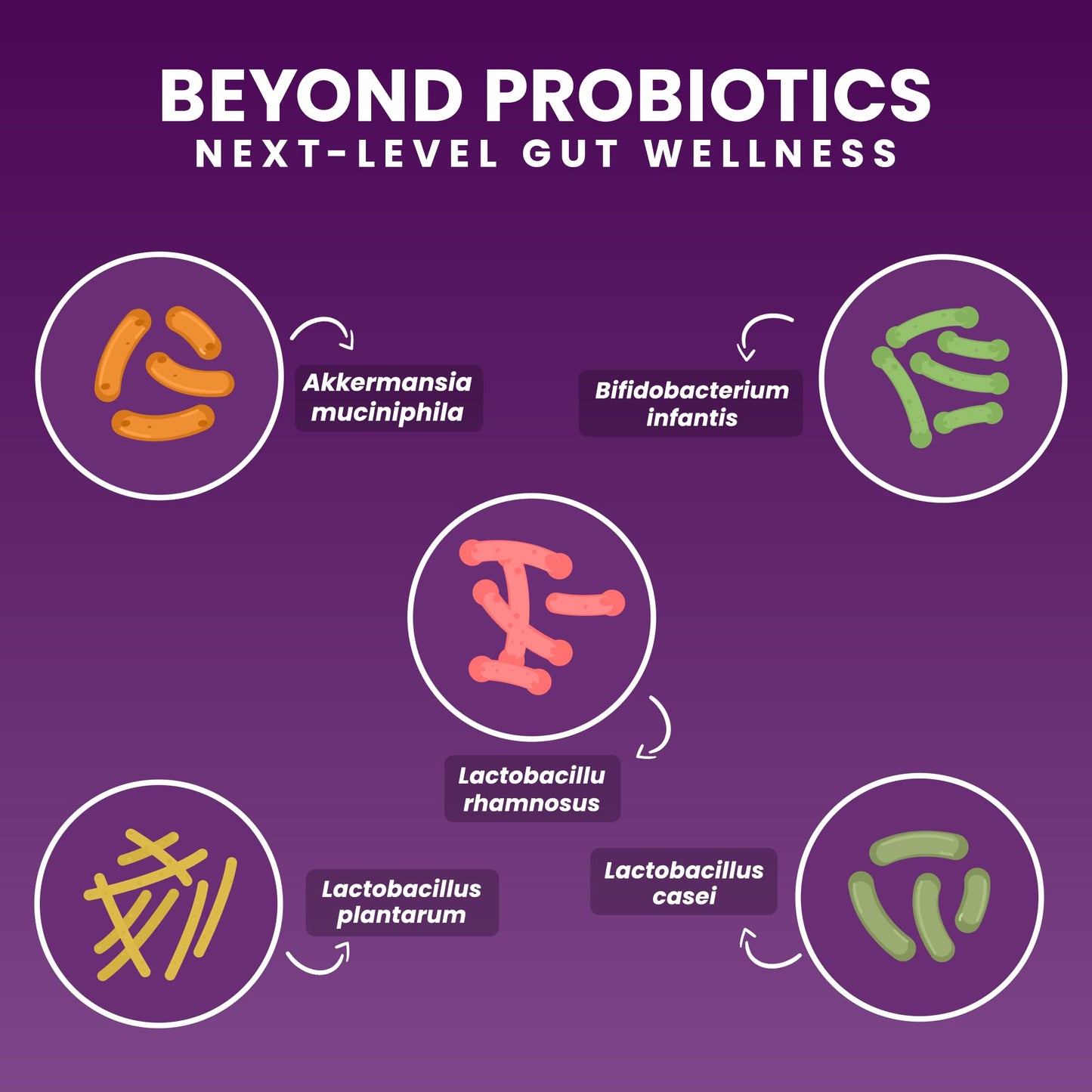 NEXT-MICROBIOME Akkermansia Probiotic and Prebiotic Supplement NOVO 2.0 with HMO Chewable, 30 Tablets