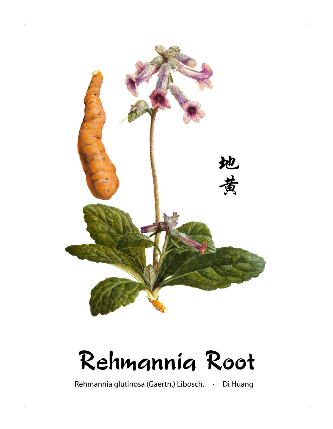 Dragon Herbs Rehmannia Six Combination 500 mg Capsules, 100 Count