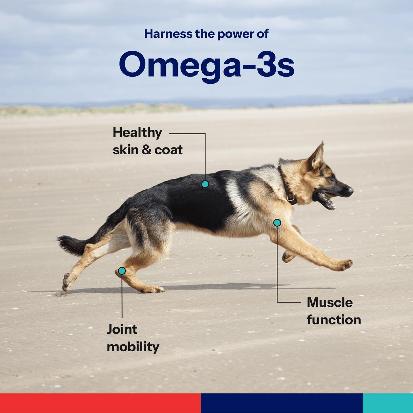 Covetrus Omega-3 Capsules for Large Dogs – Essential Fatty Acids with Vitamins A, E & D3 – Skin, Coat & Joint Supplement, 60 Count
