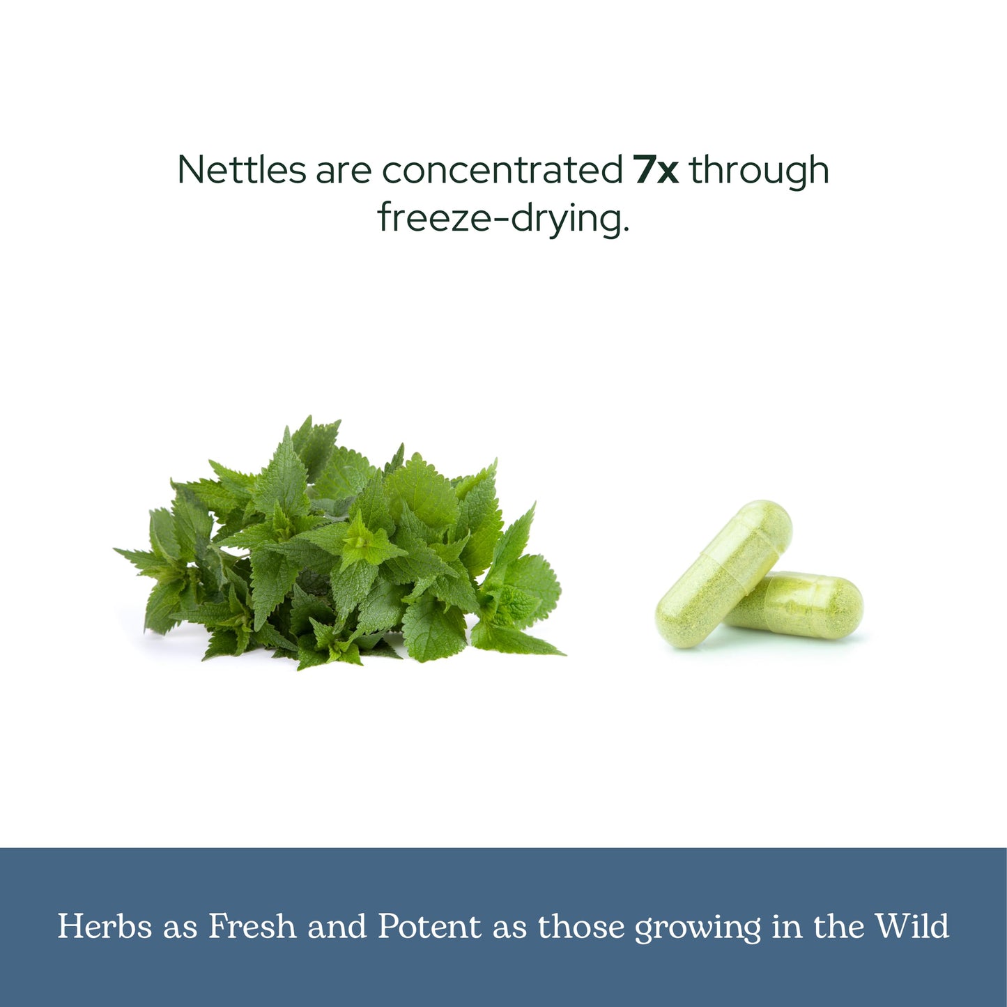 Eclectic Institute Nettles Quercetin Capsules, 50 Count