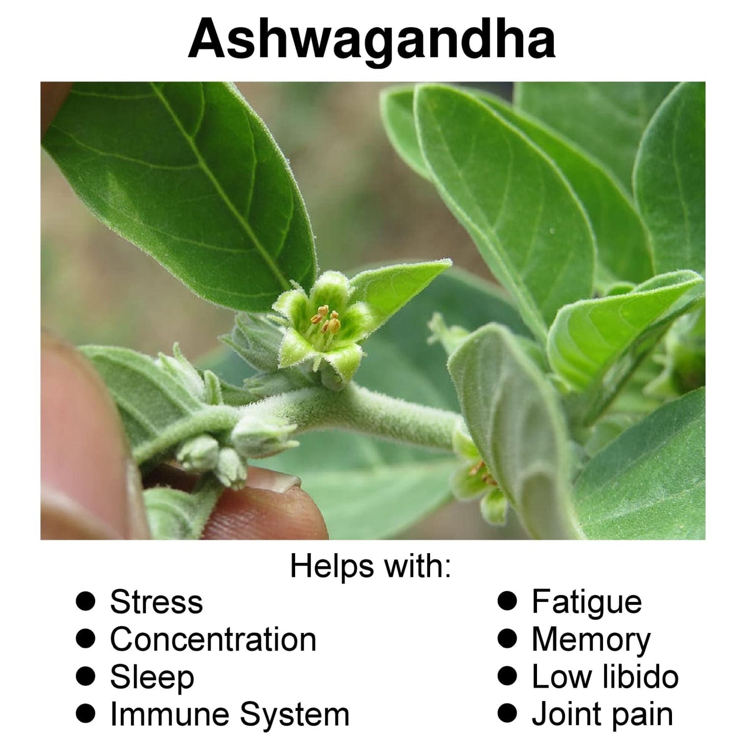 Hybrid Nutraceuticals Organic Ashwagandha Root Powder Capsules 1300mg with Black Pepper Extract, 60 Capsules
