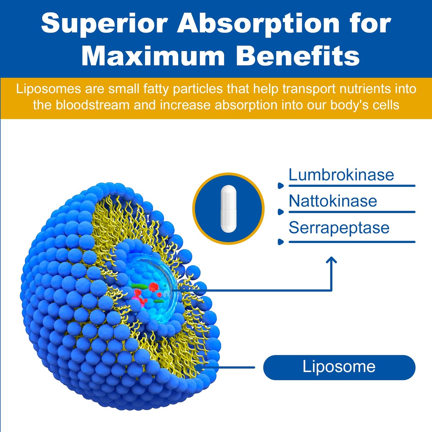 Spliferkou Liposomal Lumbrokinase Nattokinase Serrapeptase Complex Capsules, 60 Capsules