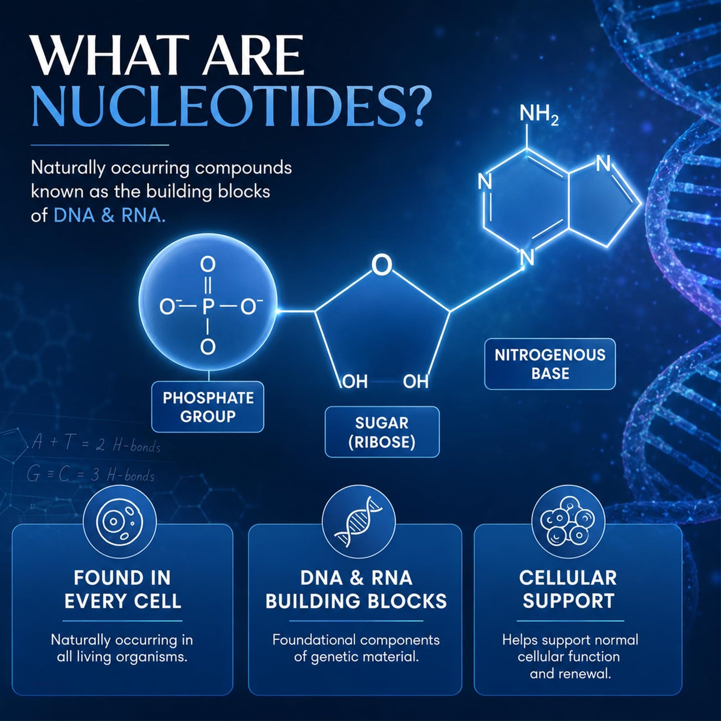 Clenoriko Nucleotide Complex 400mg with Microbeadlet Technology Matrix, DNA & RNA Building Block, 60 Capsules
