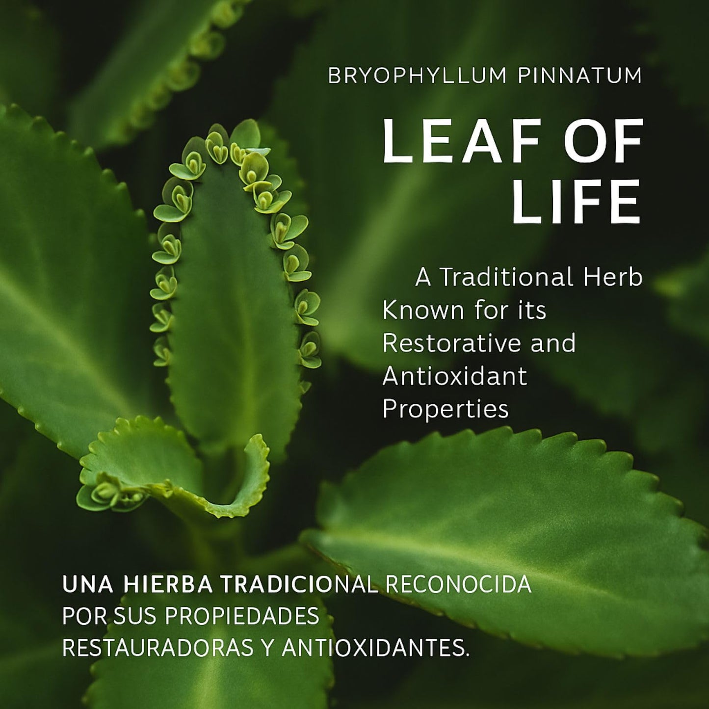 B-Experts Kalanchoe Pinnata Forte Leaf of Life Capsule 90 Count