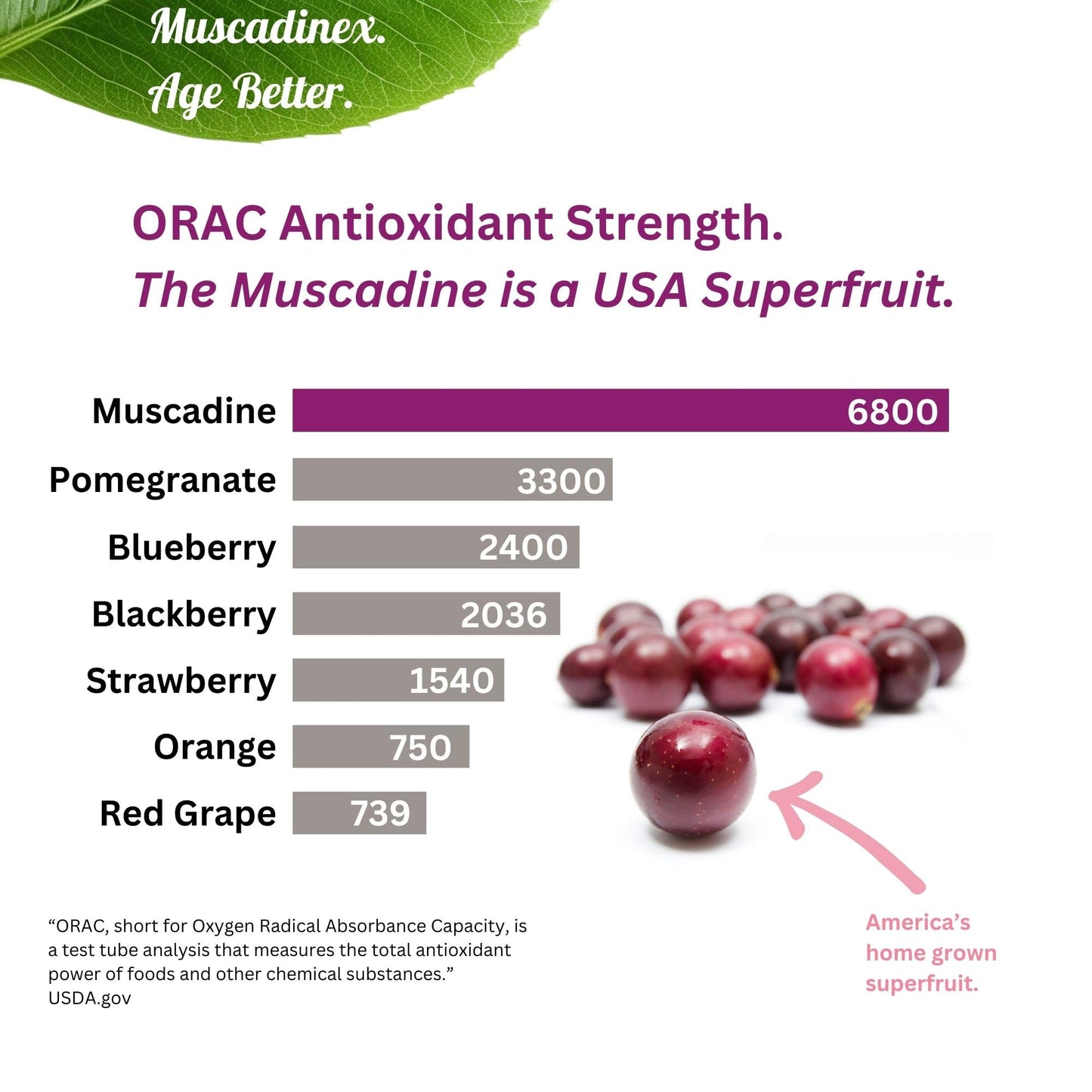 Muscadinex Muscadine Grapeseed Supplement Slow Release Capsules, 60 Capsules