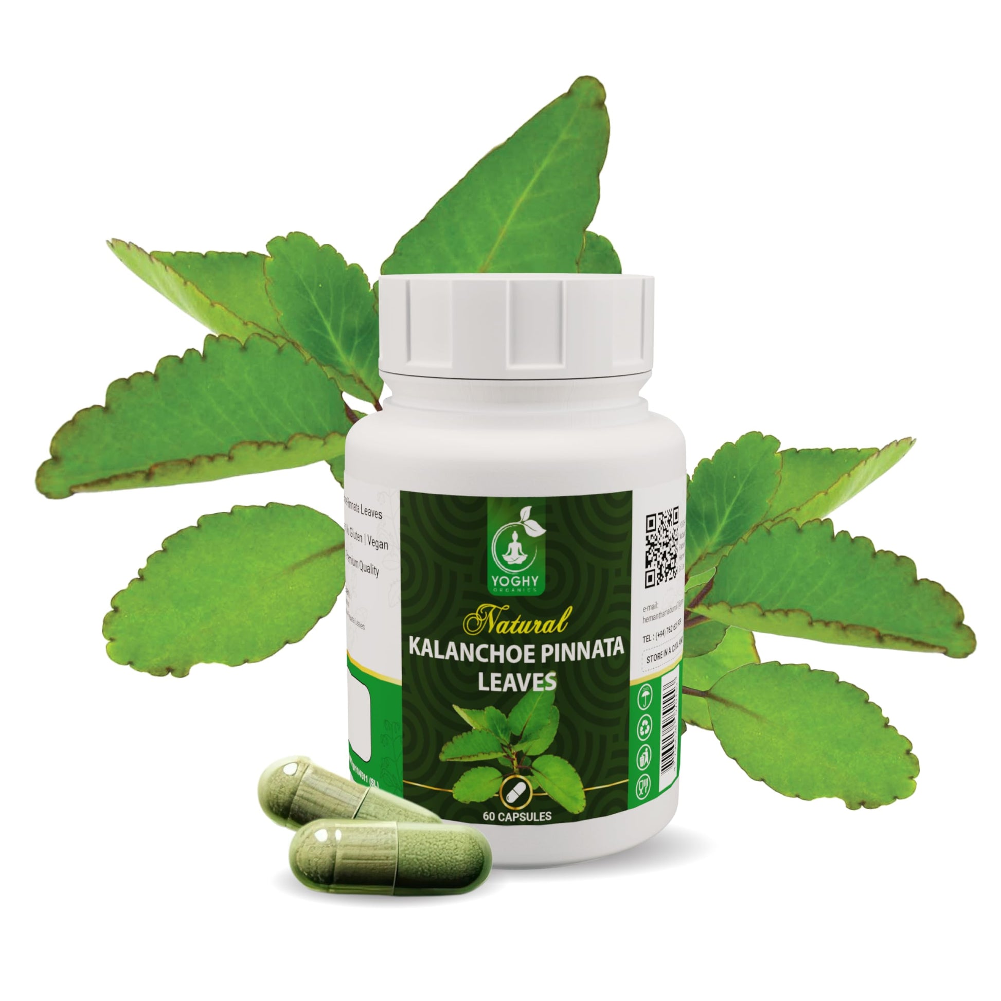 Generic Kalanchoe Pinnata Leaves Powder Capsule 100 Count