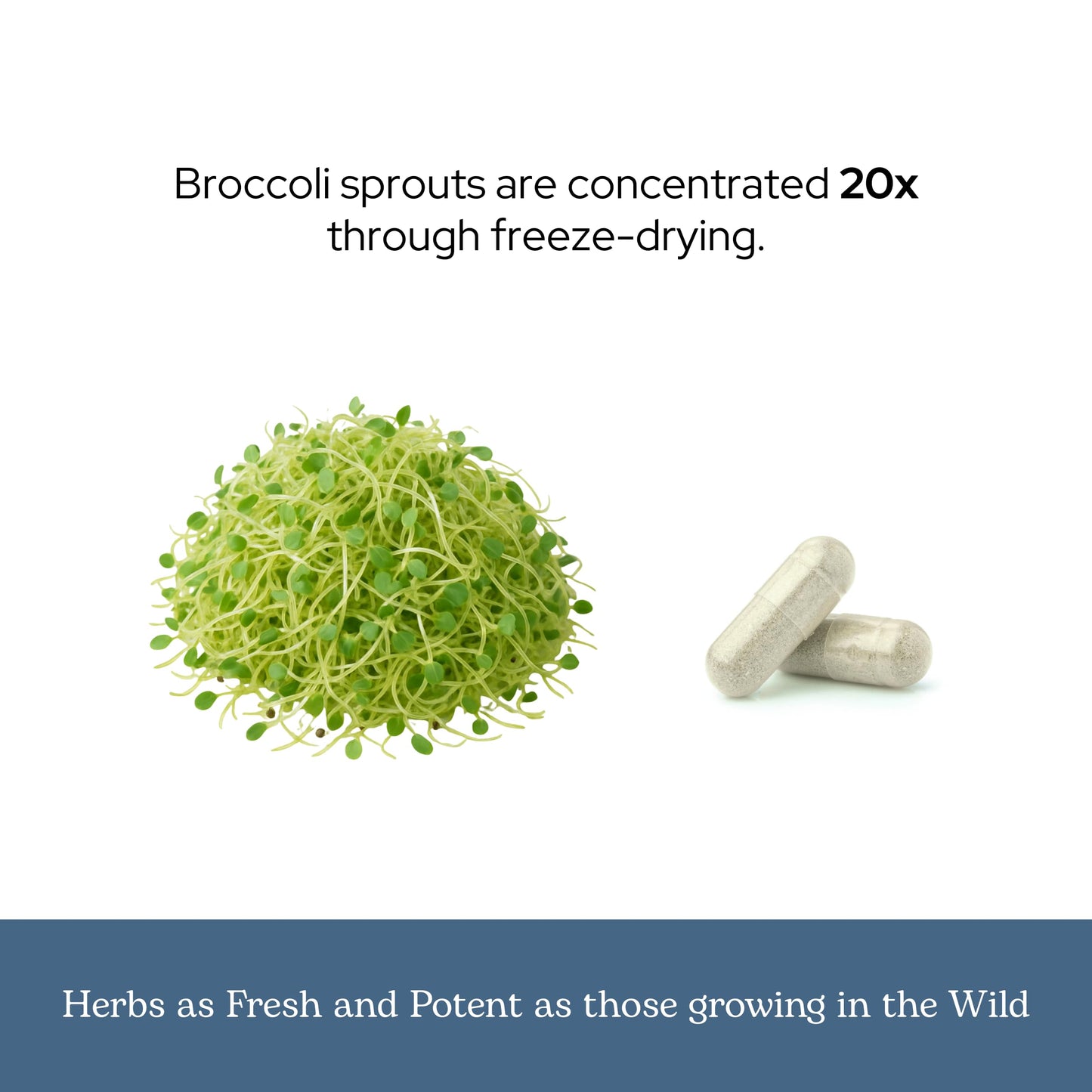 Eclectic Institute Organic Broccoli Sprouts Capsules, 150 Count