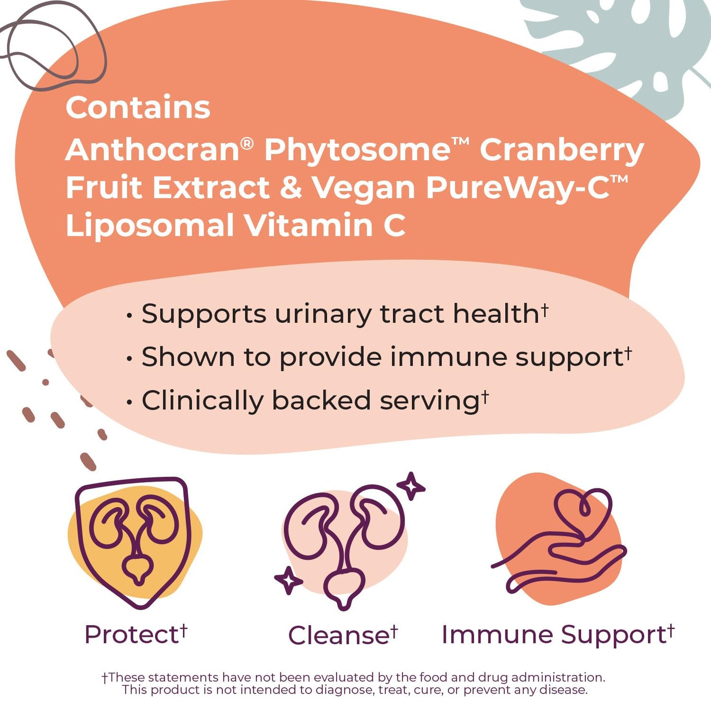 Body Kitchen Urinary Tract Shield with Cranberry & Vitamin C Supplement Capsule 30 Count
