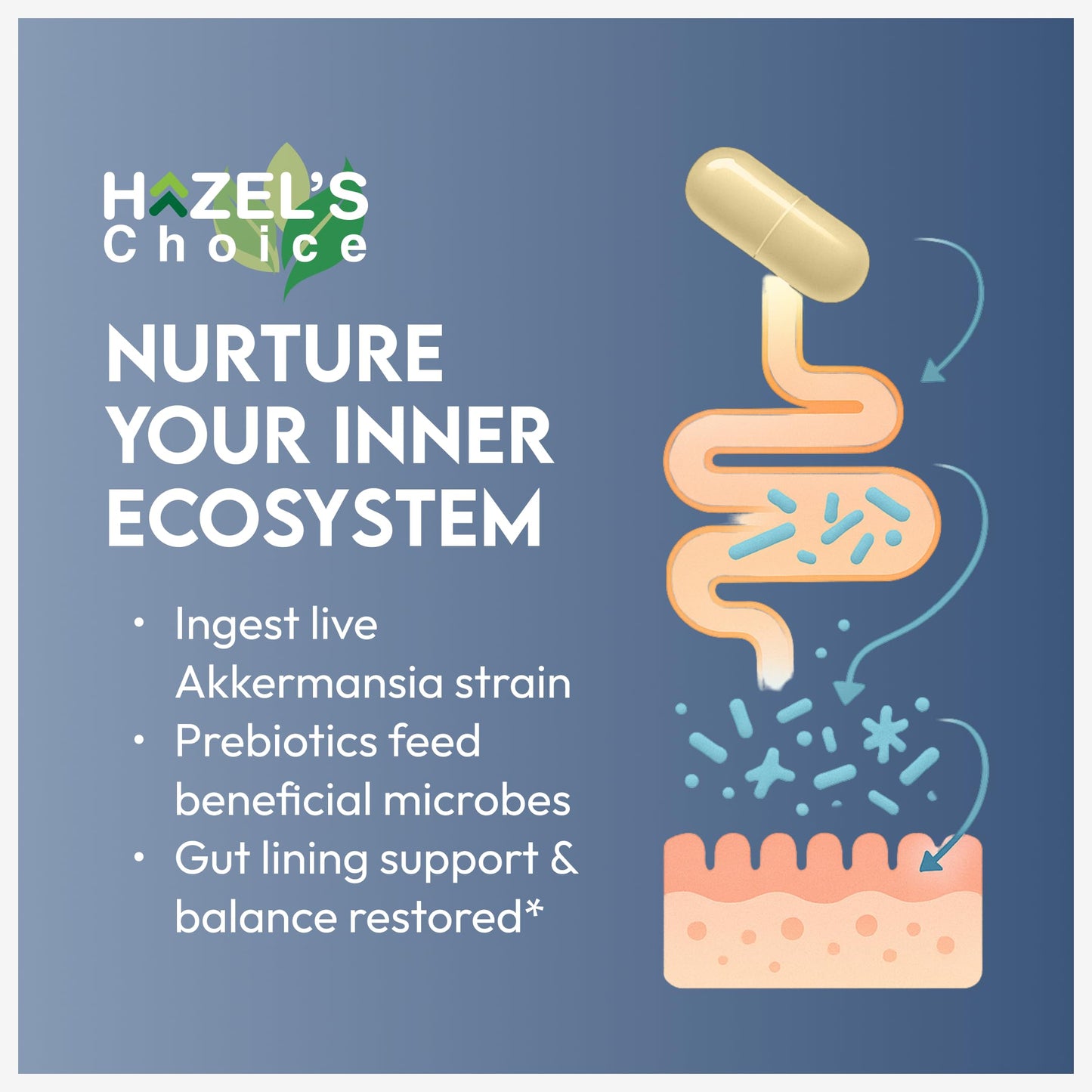 HAZEL'S Choice Akkermansia Probiotic Capsule, 30 Count