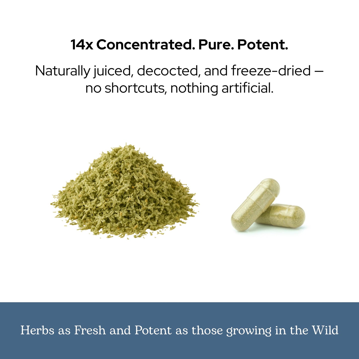 ECLECTIC INSTITUTE ParaFight Softgels 45