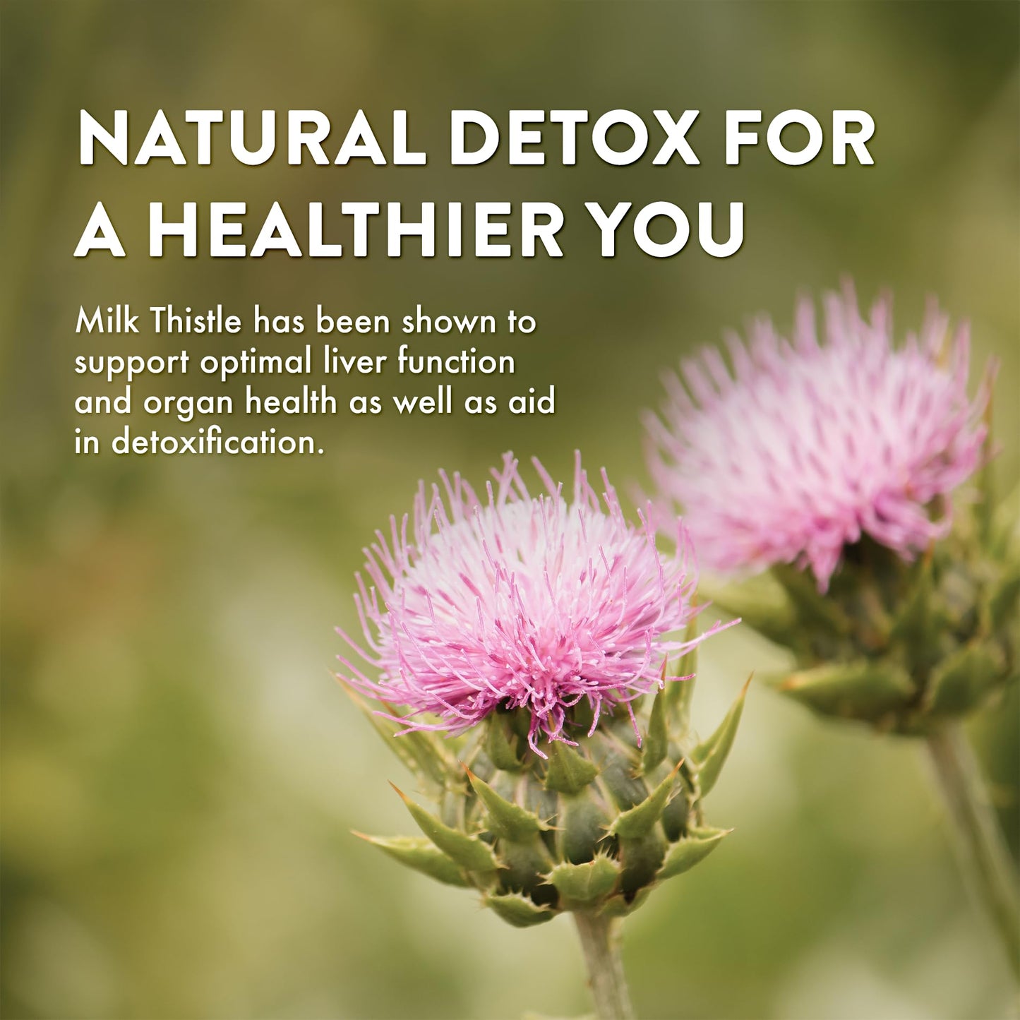 Mt. Angel Vitamins Milk Thistle 60 Capsules