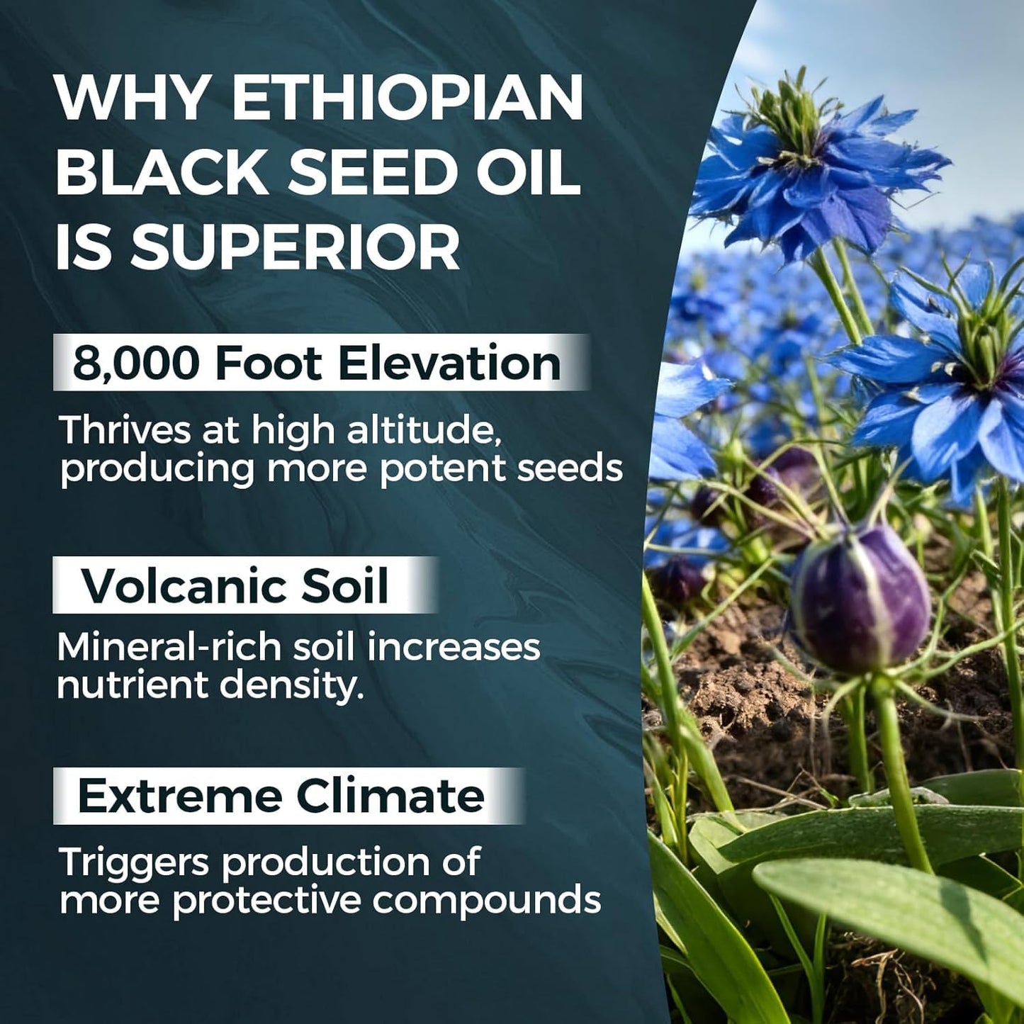 Vlsdoin Ethiopian Black Seed Oil Softgels, 60 Count