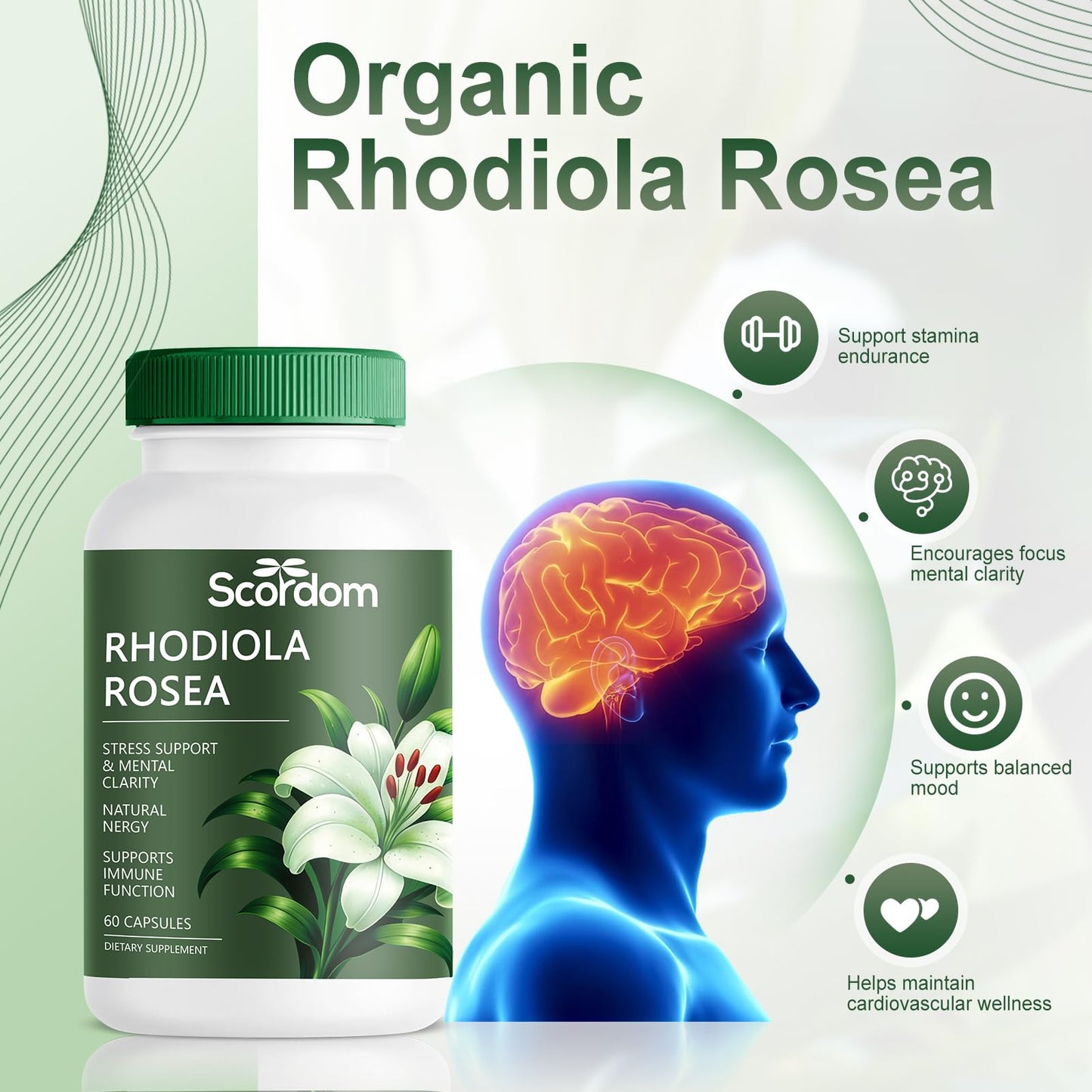 SCORDOM Rhodiola Rosea 500mg Capsule, 1 Count