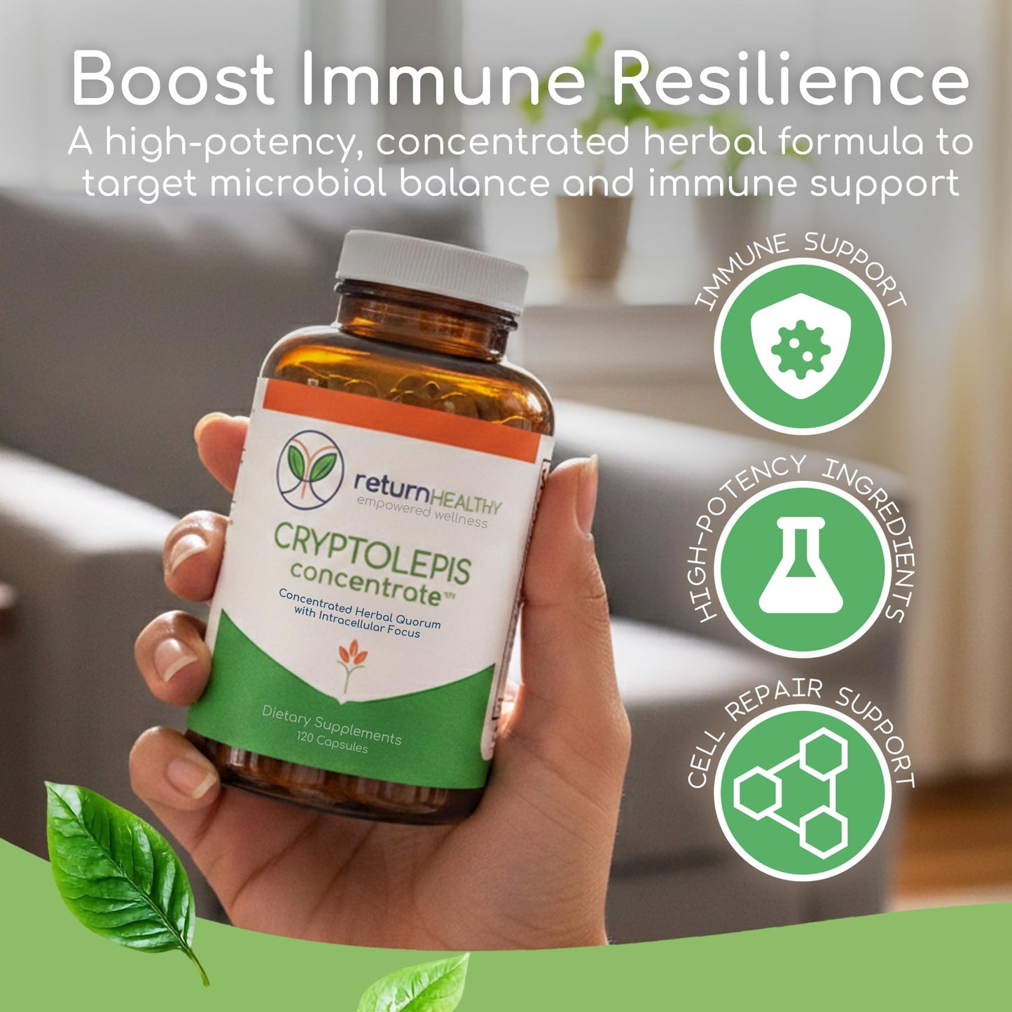 Return Healthy Cryptolepis Concentrate 120 Capsules