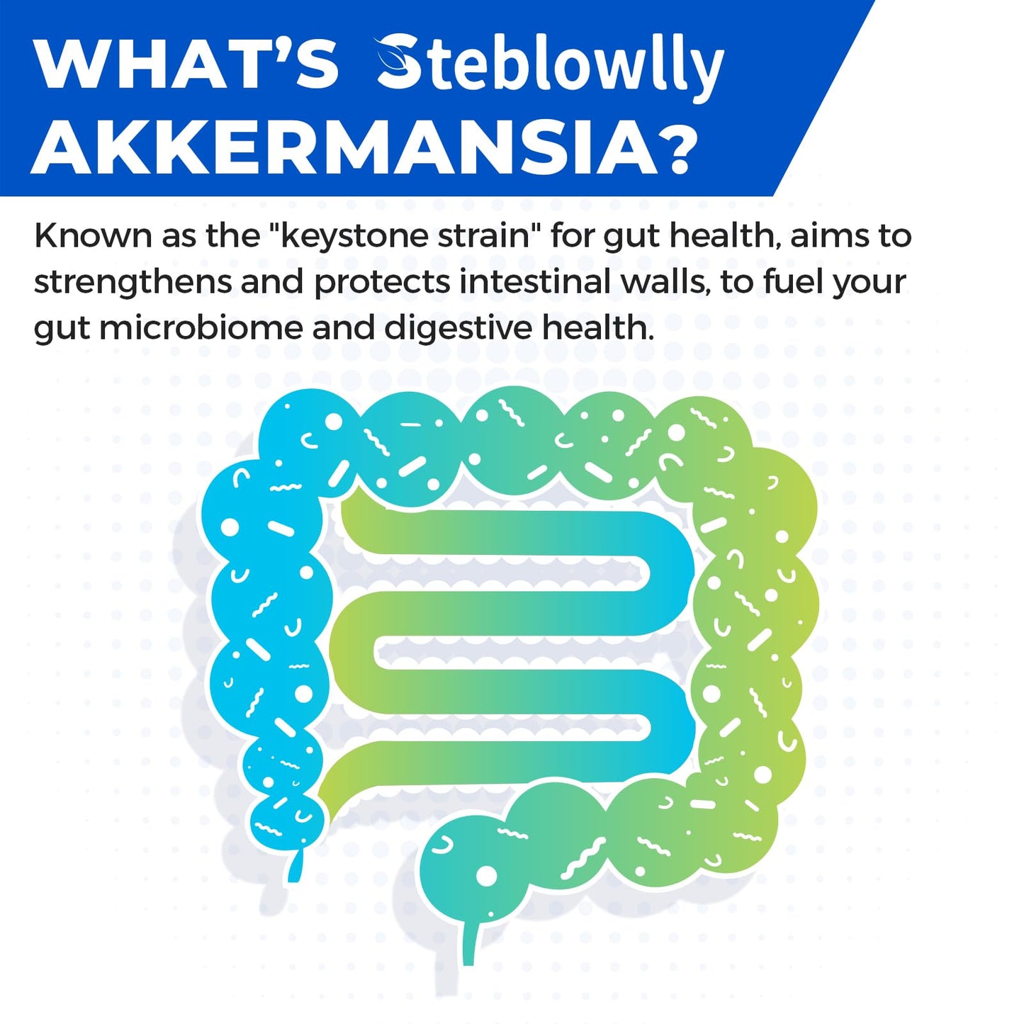 Steblowlly Akkermansia Muciniphila for Gut Health, Metabolic*, 60 Capsules