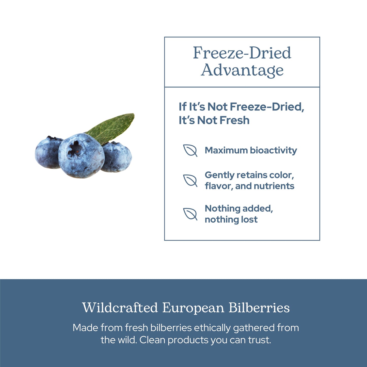 Eclectic Institute Bilberry Capsules 120 Count