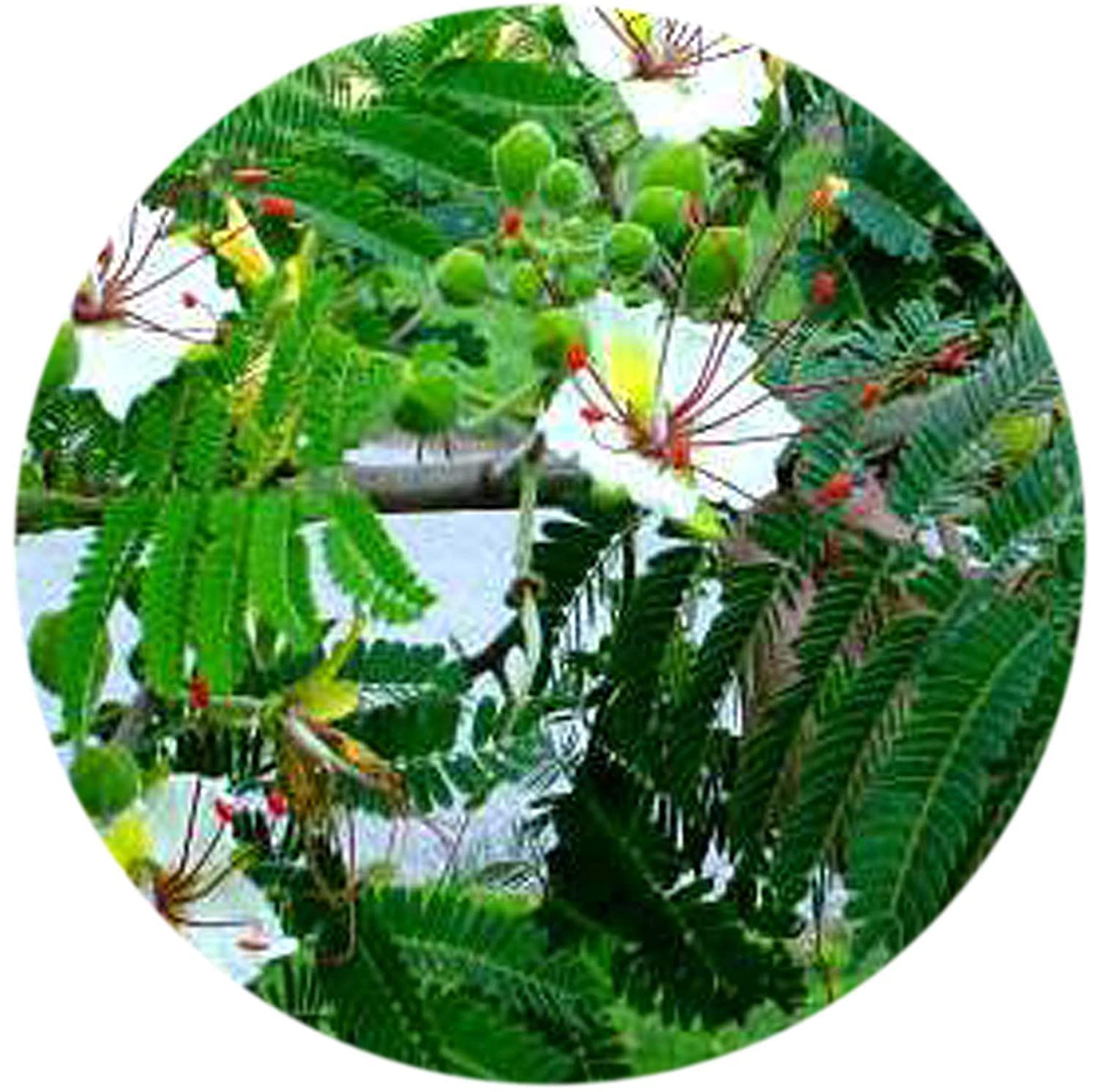 Metrol Valli Organics Vadhanarayanan White Gulmohar Sandeshra Waykaran Powder 3.5274