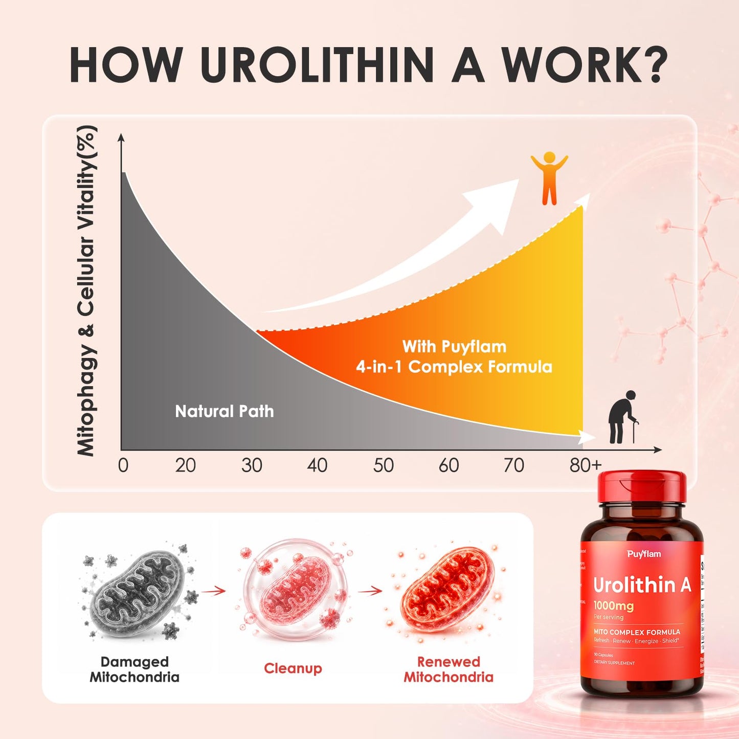 Puyflam Urolithin A Supplement 1000mg High Potency, Advanced 4-in-1 Complex Formula with PQQ, CoQ10 & L-Ergothioneine for Cellular Renewal & Healthy Aging, Mitochondrial for Muscle Health Support, 90 Capsules