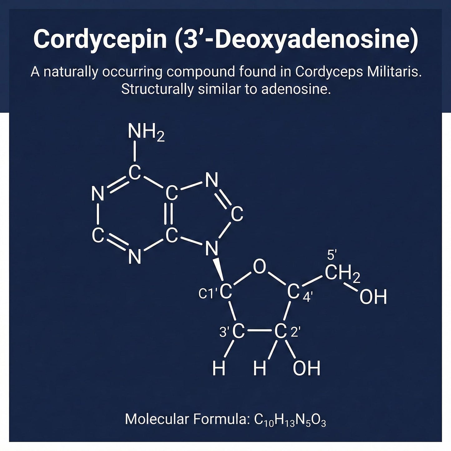 Addictive Wellness Cordyceps Militaris Powder 1.76 oz