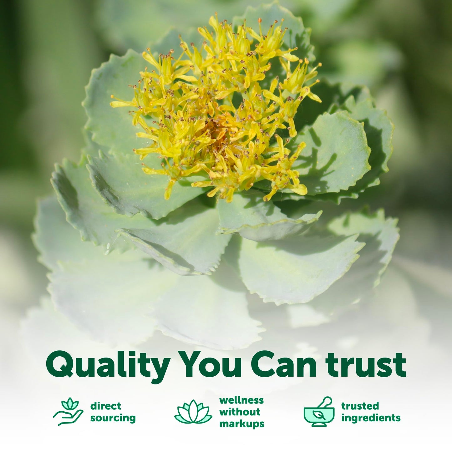 Micro Ingredients Rhodiola Rosea Supplement Capsule 240 Count