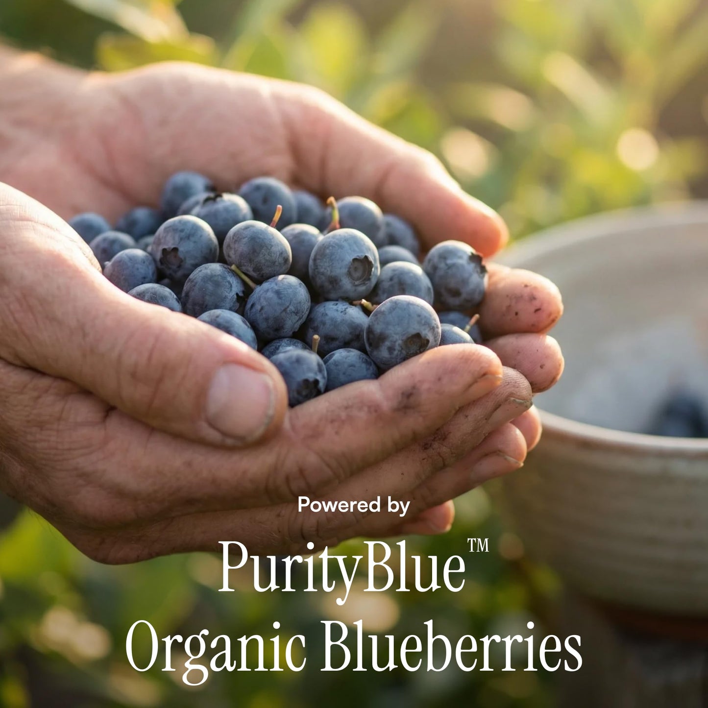 Purity Products Advanced Blueberry Detox Daily Fiber Formula Powder 10.69 Ounce
