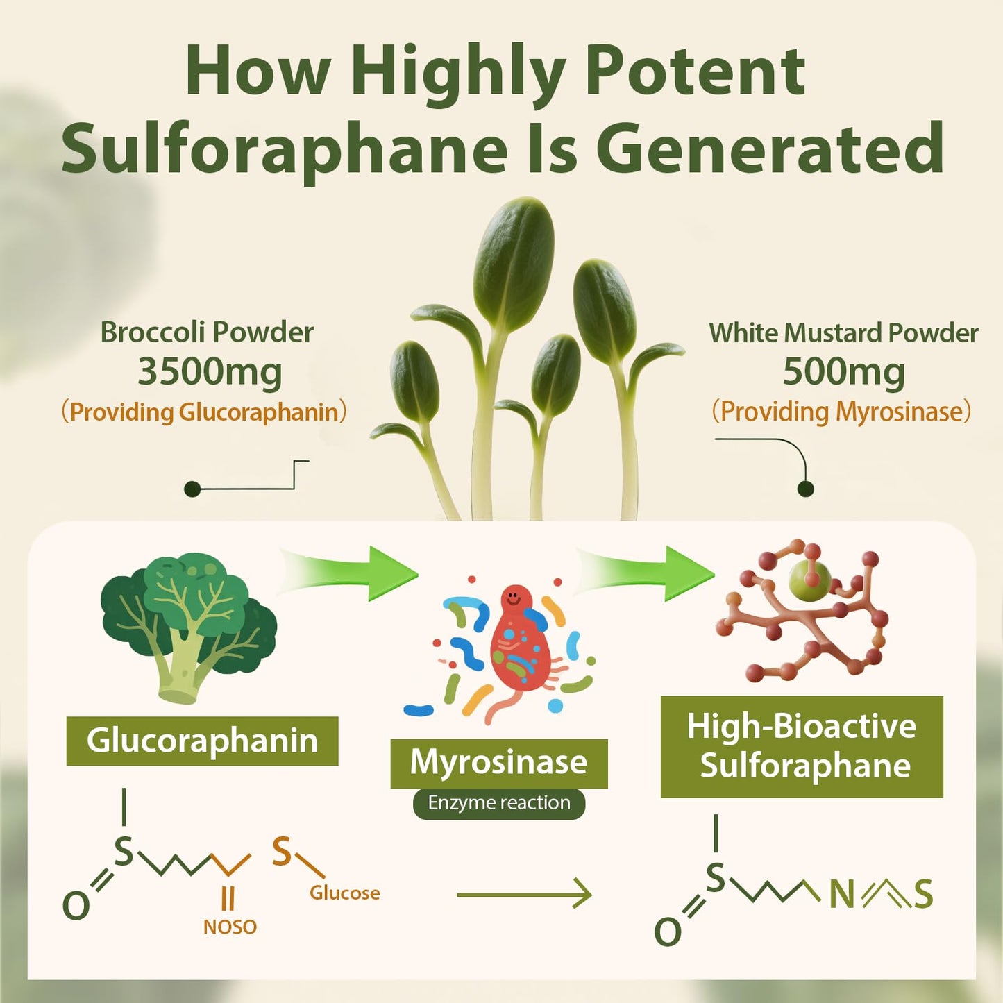 Cenffitio Sulforaphane Supplement from Broccoli Sprouts NRF2 Activation & Detox Support Powder, 8.5 oz