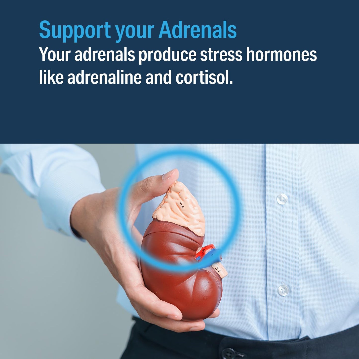 Advanced Bionutritionals Advanced Adrenal Factor 120 Tablets