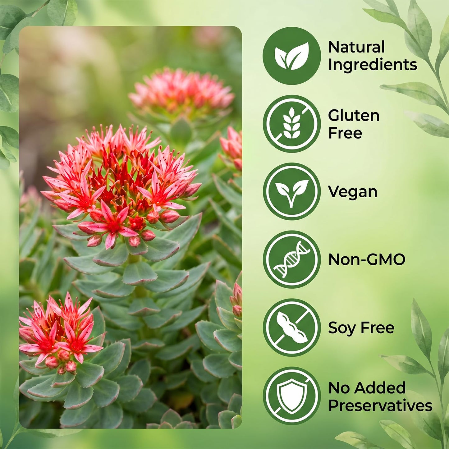 LKNSIH Floraviva Rhodiola Rosea Organic Capsule, Rhodiola Rosea Supplement, Adaptogenic Herb for Daily Stress Support & Energy Balance – 500mg per Serving (2) 1 Capsule