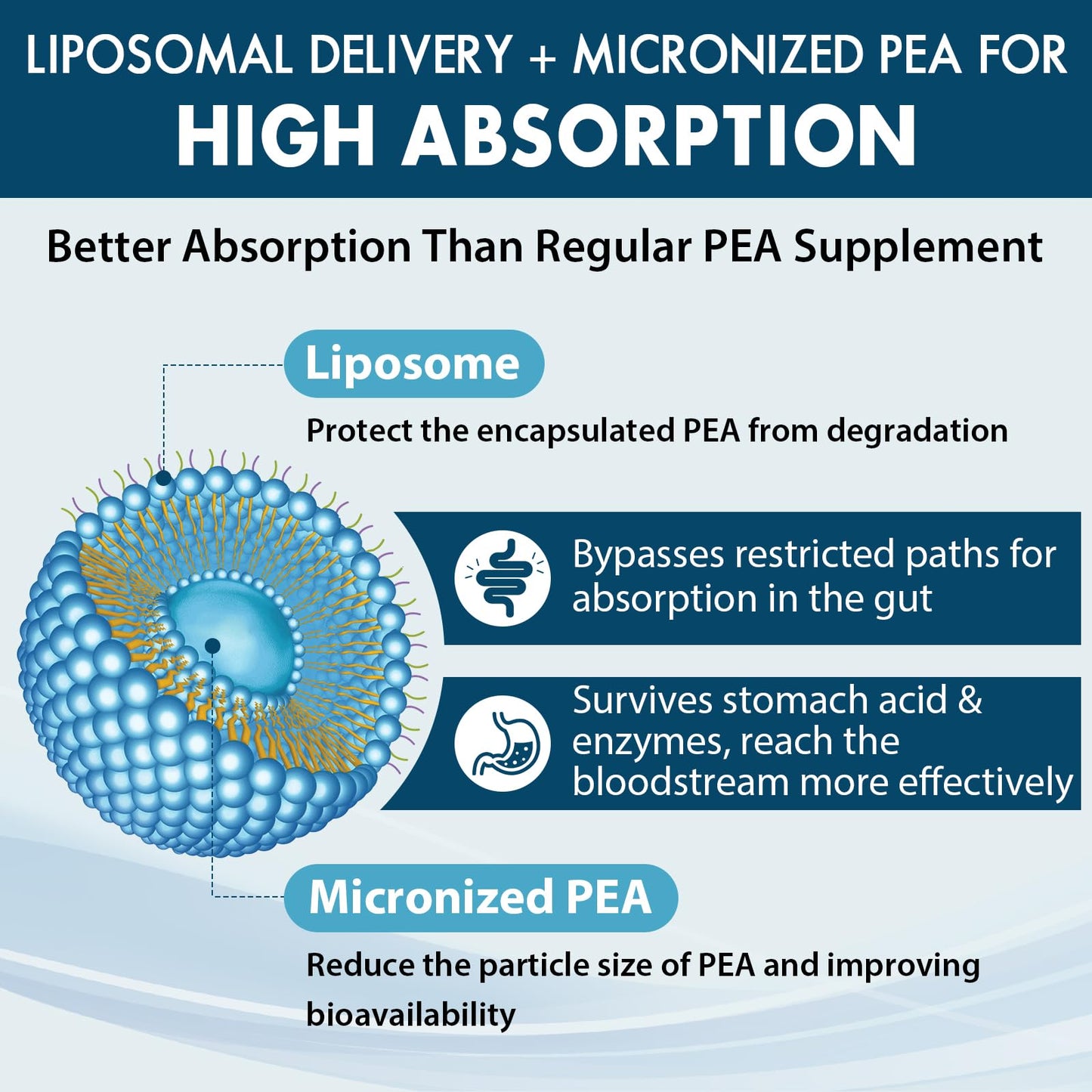 Ulmubra Liposomal Palmitoylethanolamide 1300 mg Plus Luteolin 100 mg Softgels, 120 Count