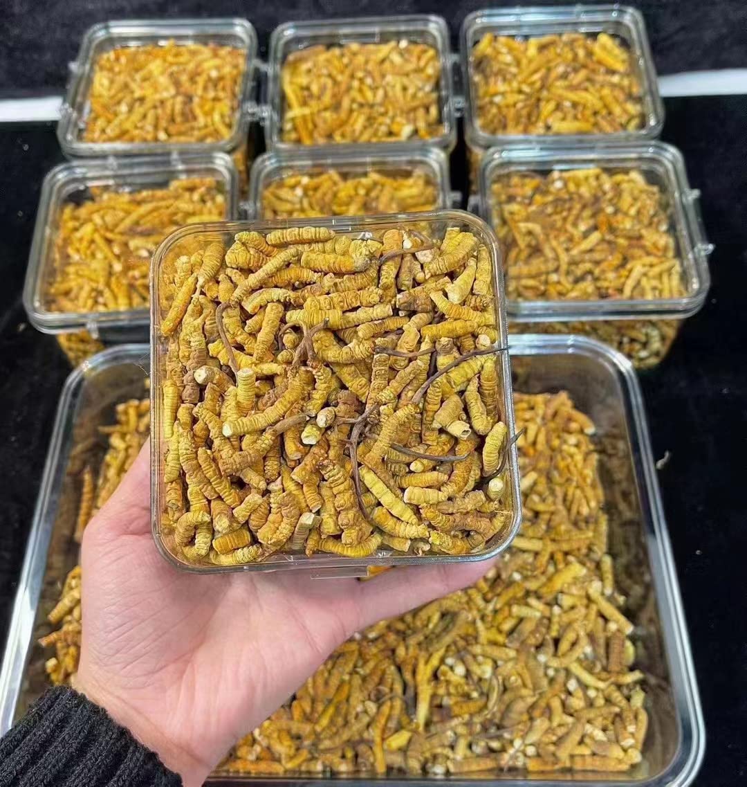 Bright sunlight Wild Himalayan Cordyceps Sinensis Tablets 1 Tablet
