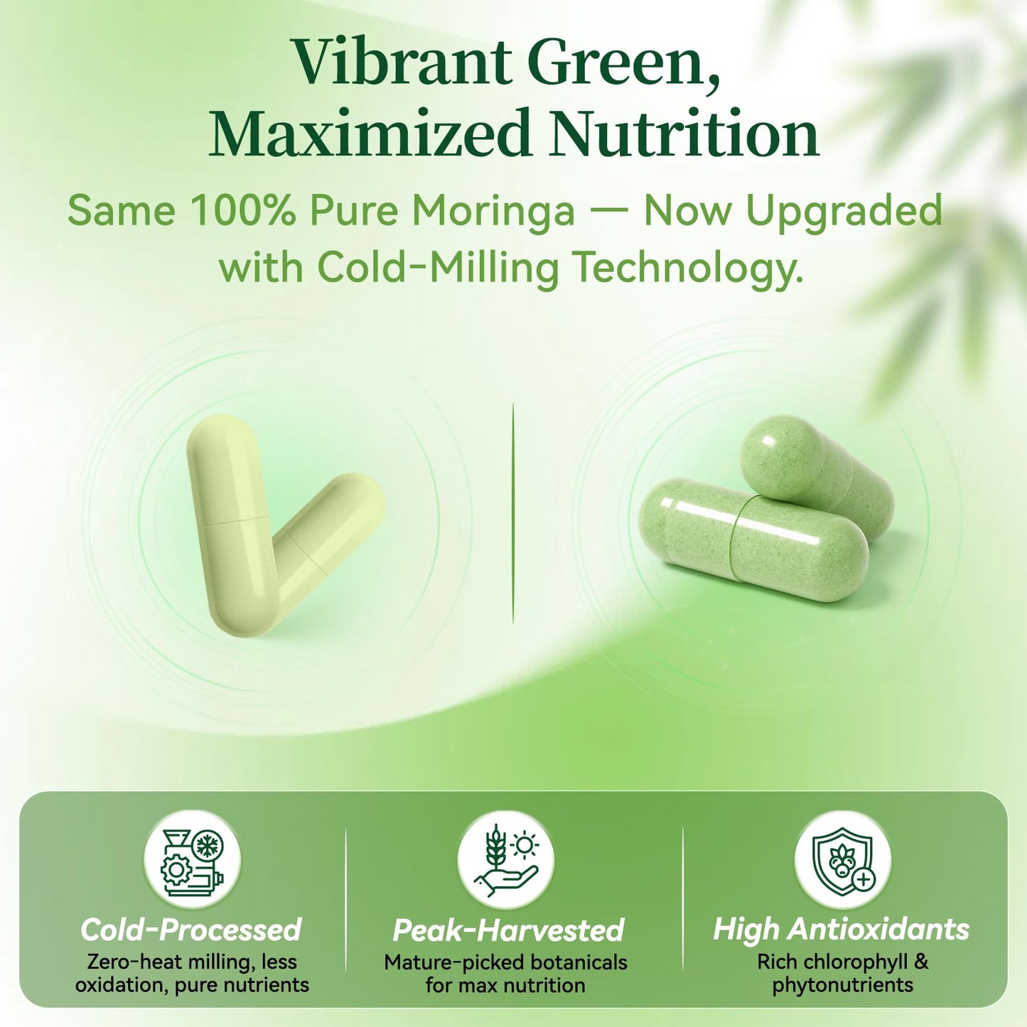 Fravonique Moringa Capsules 800mg, 60 Capsules