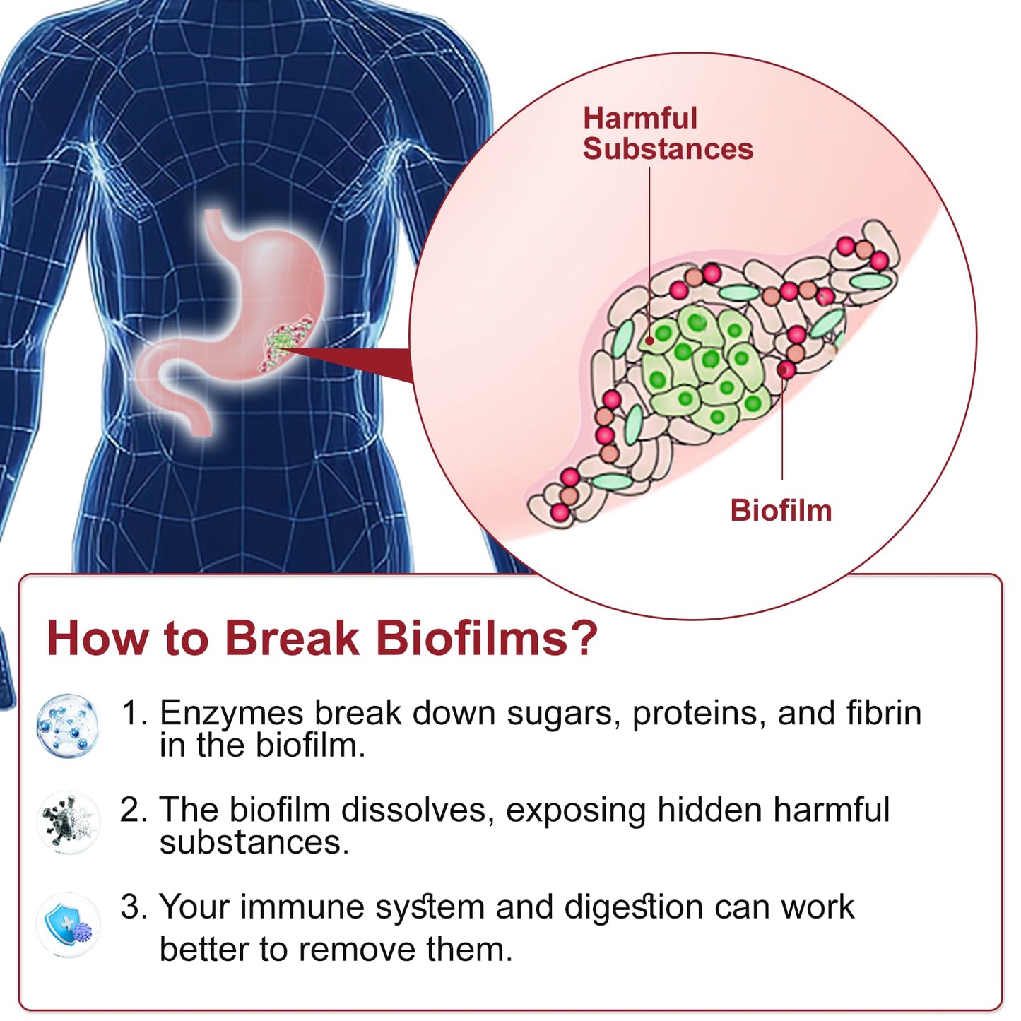 ZERBI Biofilm Disruptor, UTI Defense, Gut Cleanse, W/Lipase & Glucoamylase, Digestive Enzymes - 90 Capsules