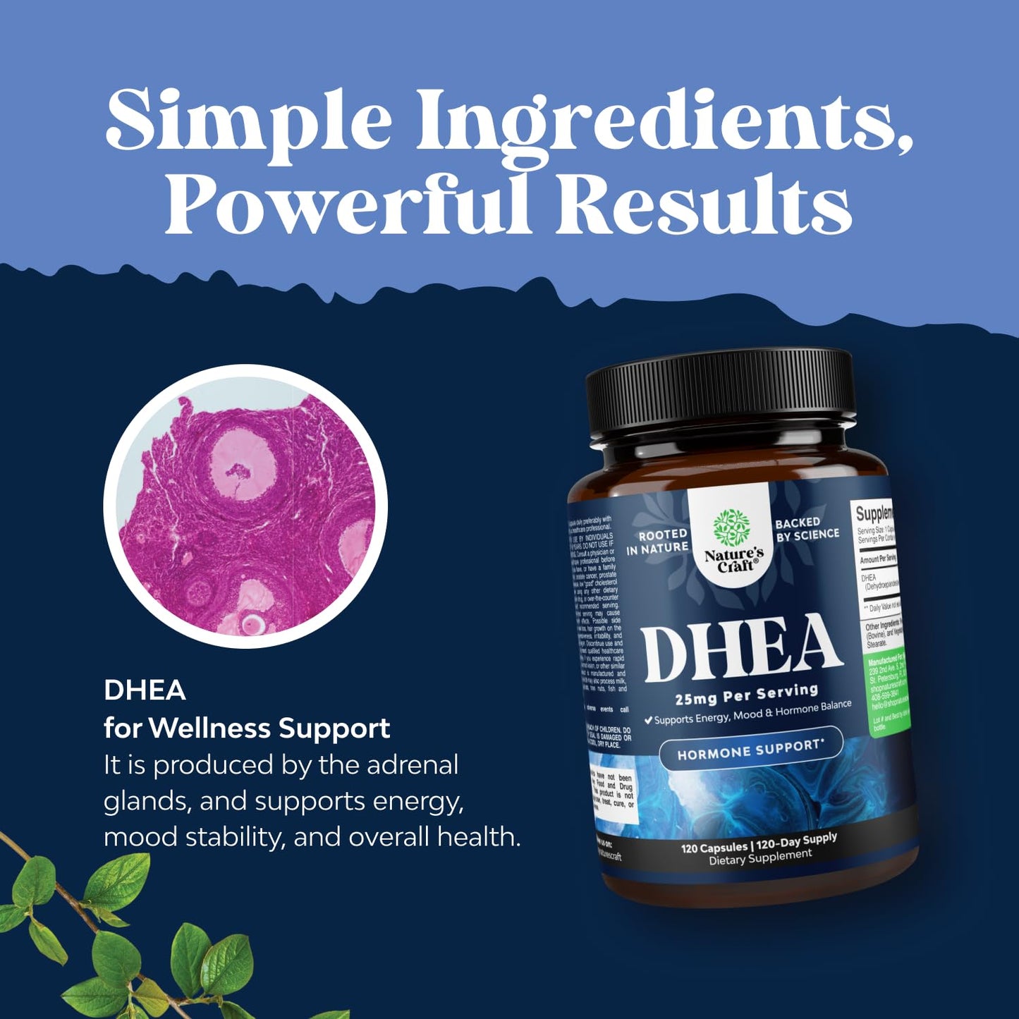 Natures Craft DHEA 25mg per Serving Capsule, 120 Count
