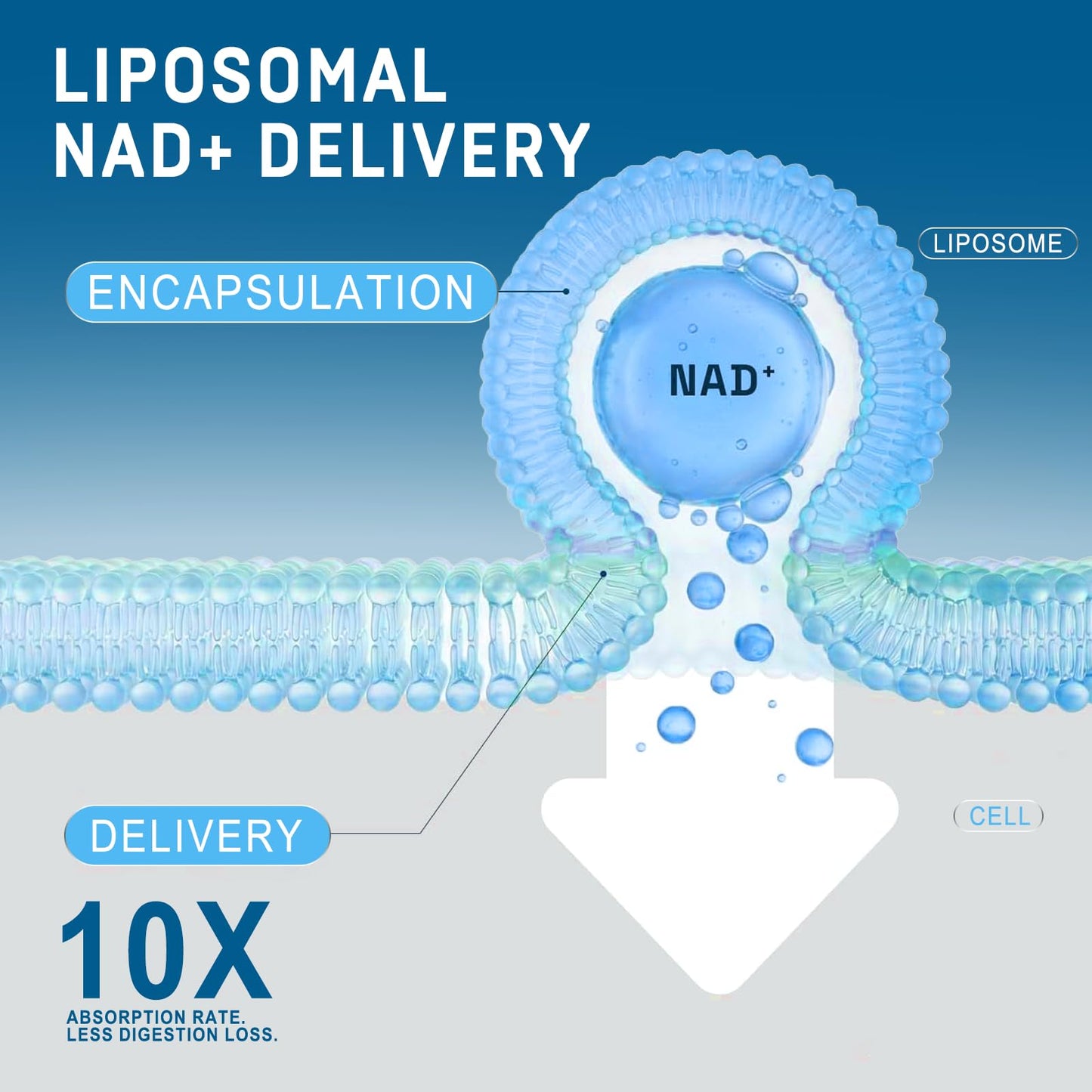 Refortu Liposomal NAD Supplement 2150mg with Resveratrol, 120 Capsules