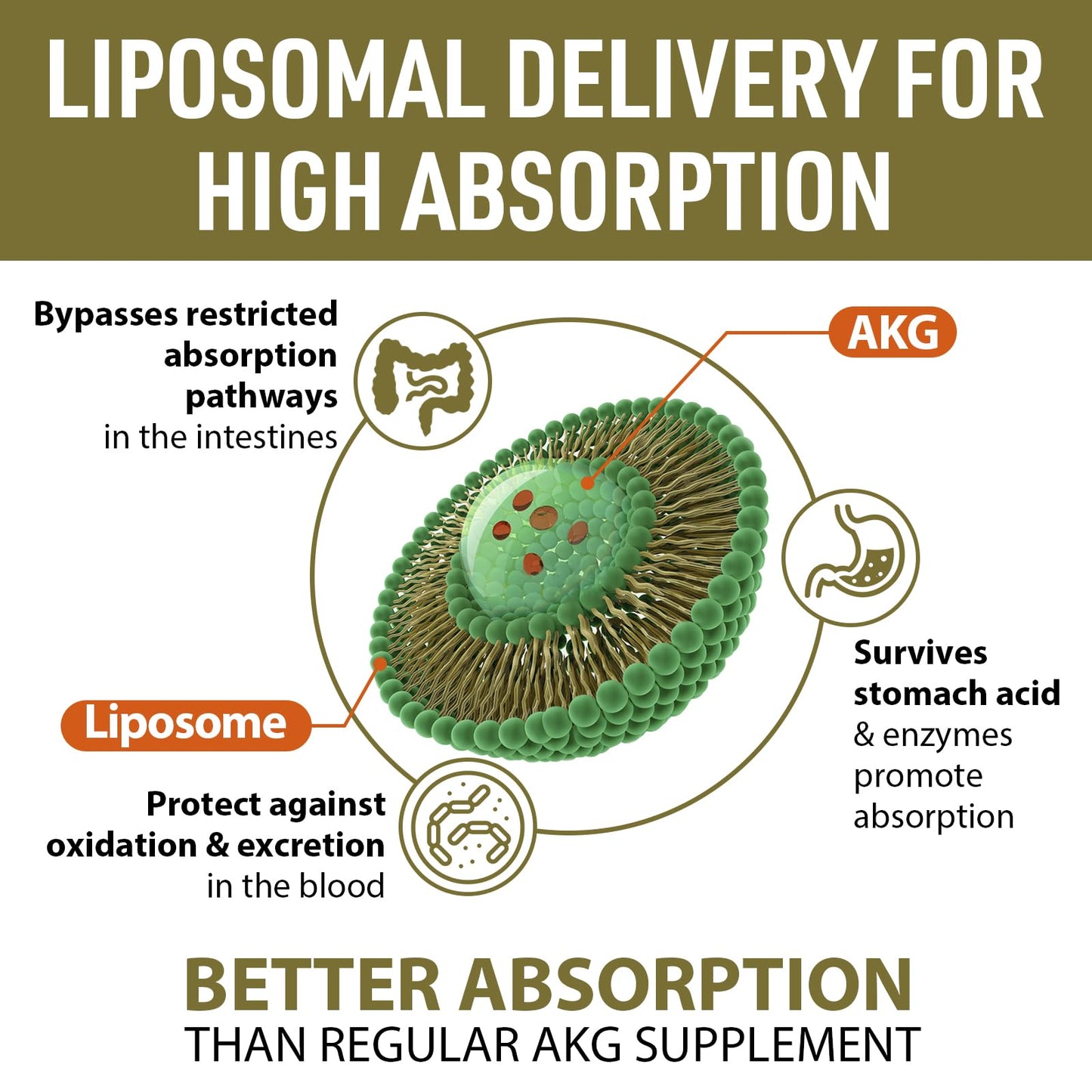 AJAXERRUE Liposomal Calcium AKG Supplement 1500 mg (Alpha-Ketoglutaric Acid) Softgels 60