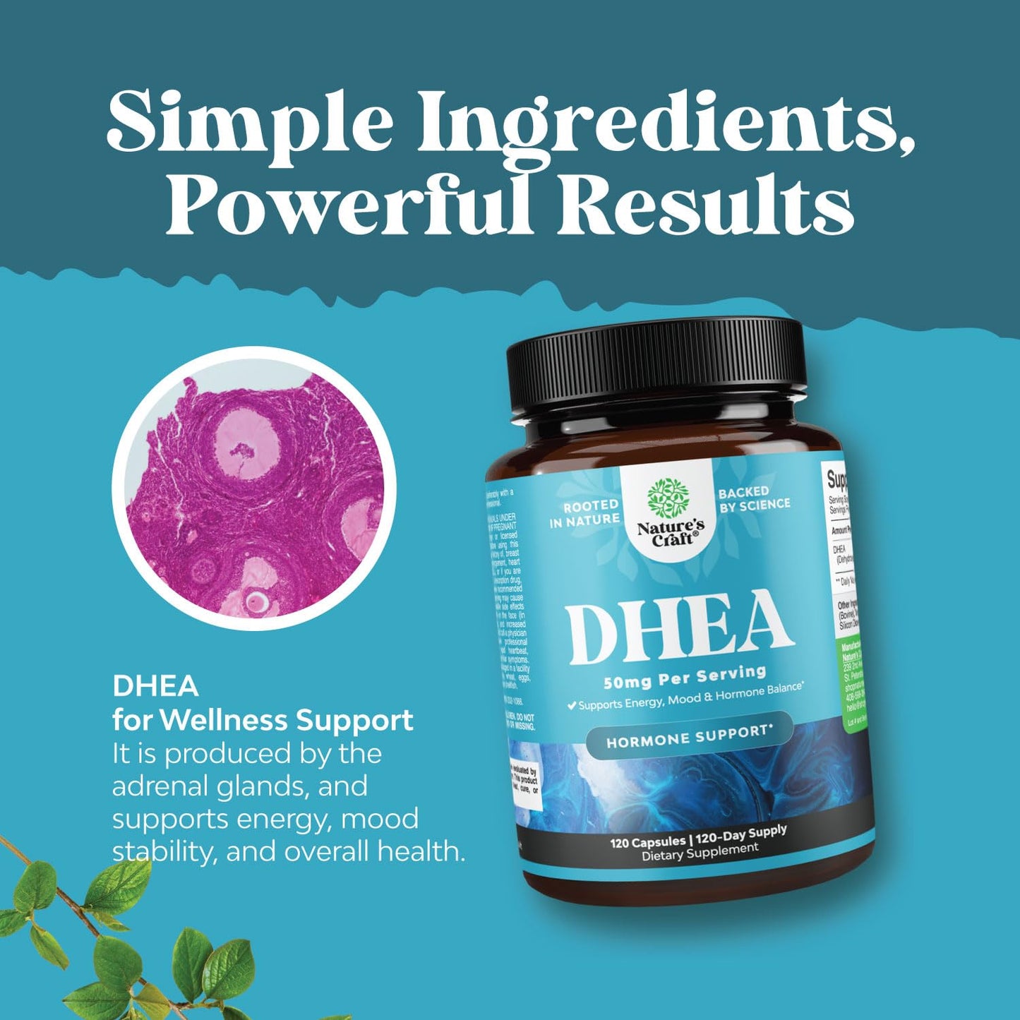 Natures Craft DHEA 50mg Capsule, 120 Count