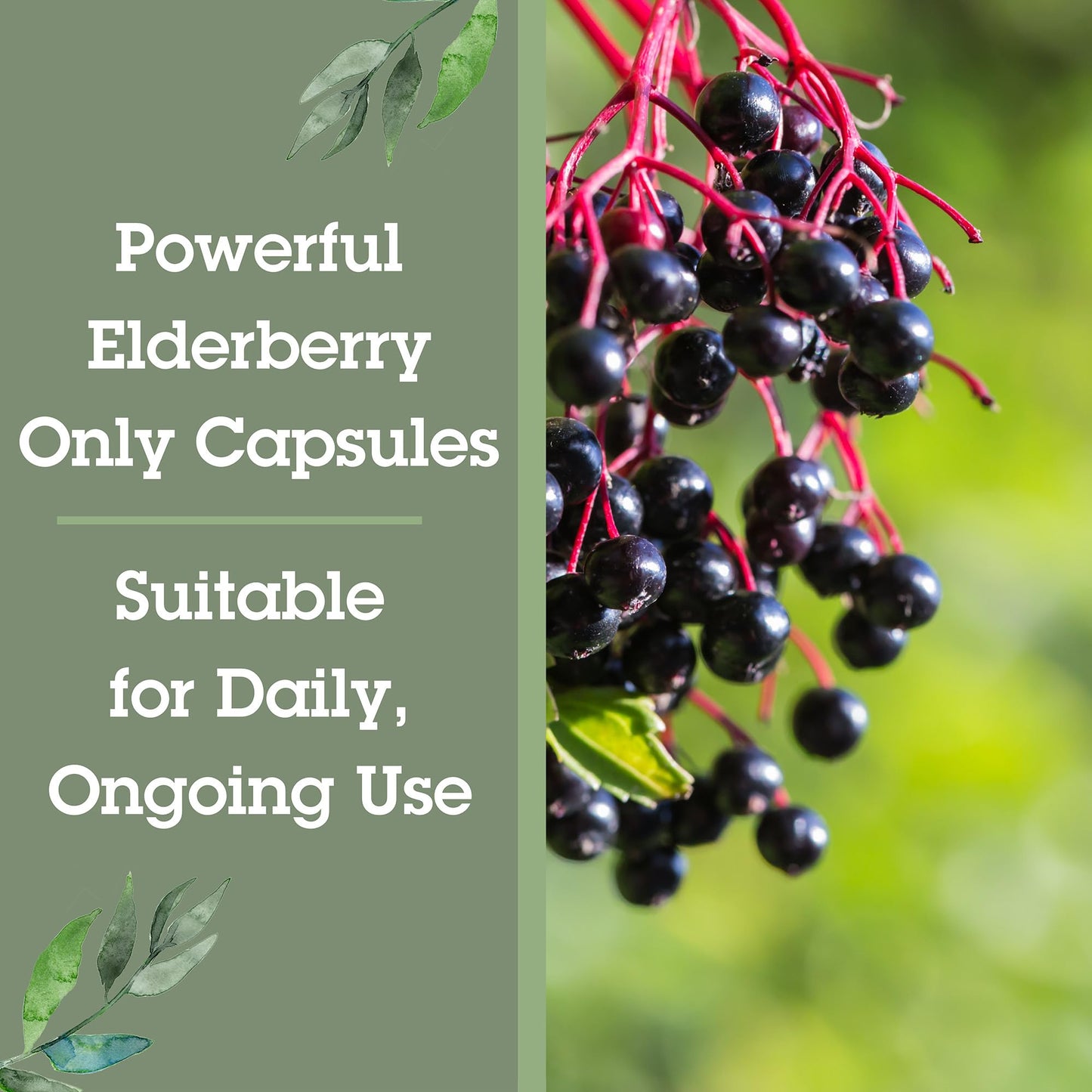 Quantum Elderberry 400mg Sambucus Nigra Immune Support Capsules, 60 Count